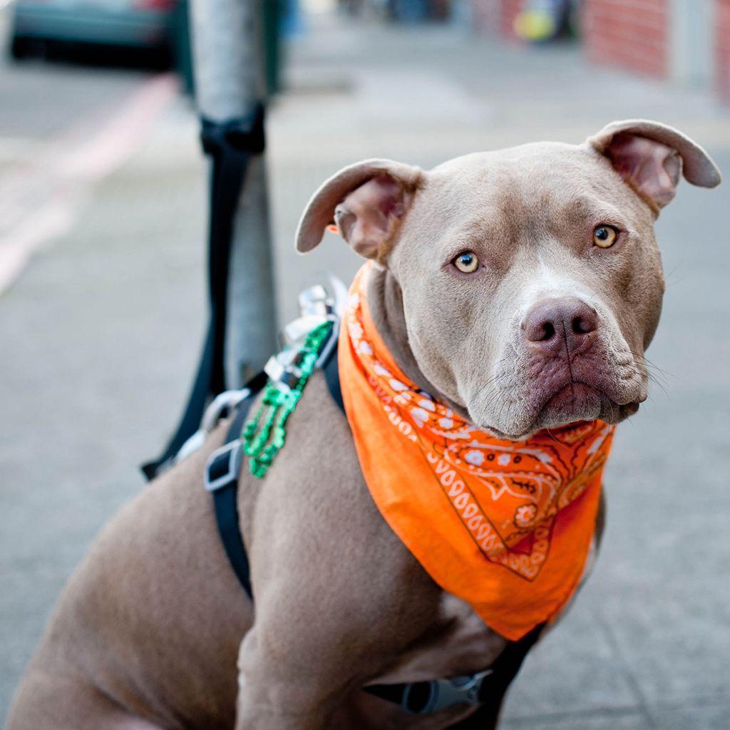 1024x1024 Cute Pitbull Dog iPad Wallpaper Free Download