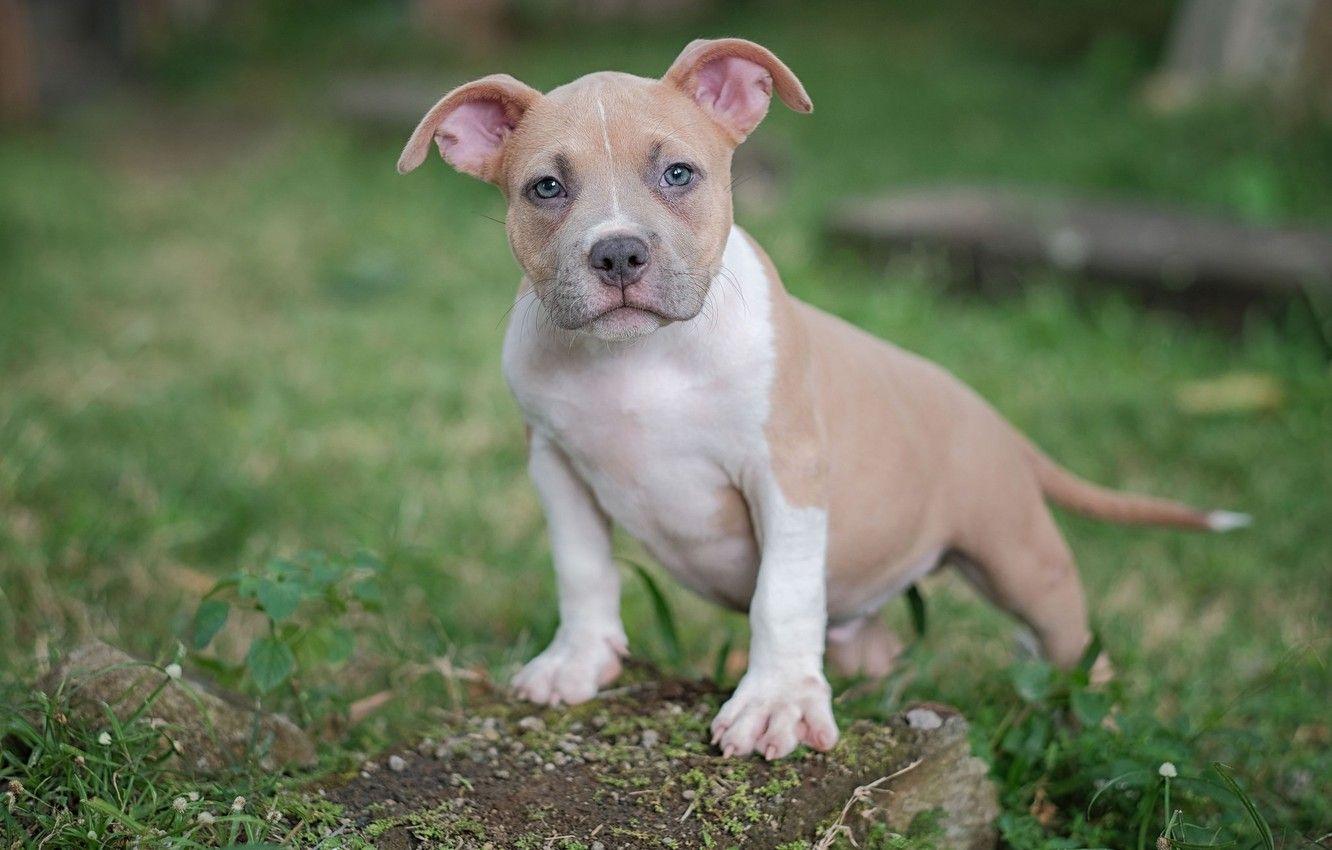 1332x850 Wallpaper look, dog, puppy, American bully image