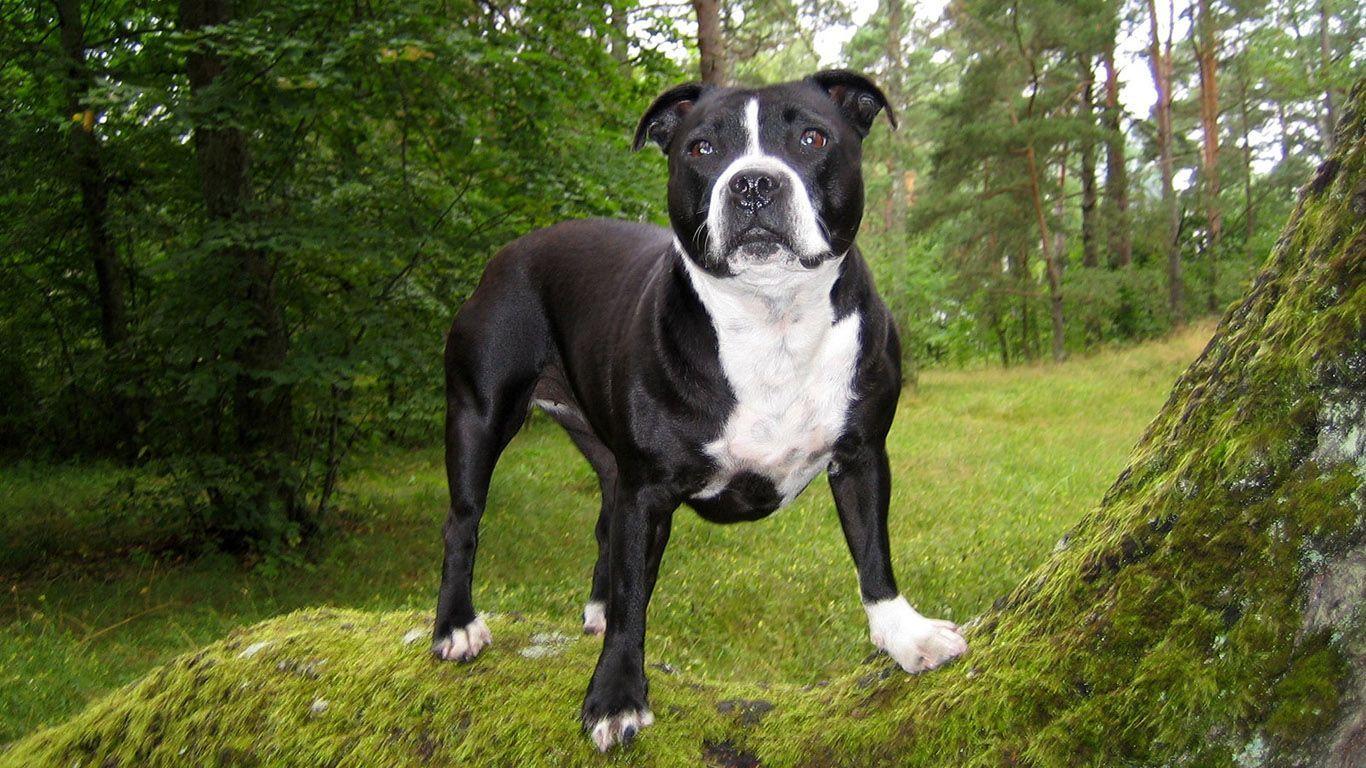 1366x768 Pitbull Dog Black And White, HD Wallpaper & background