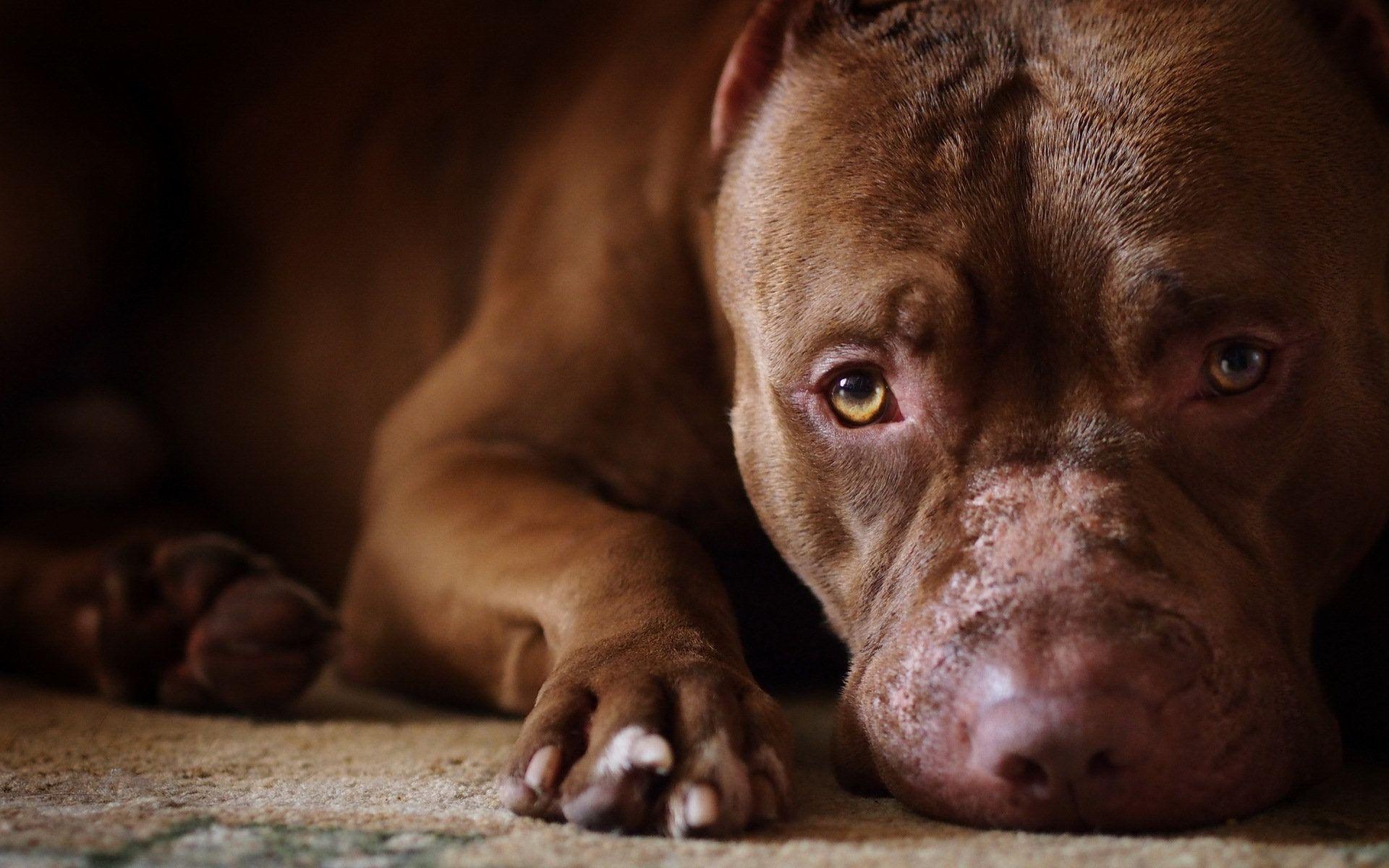 1920x1200 Pitbull Wallpaper