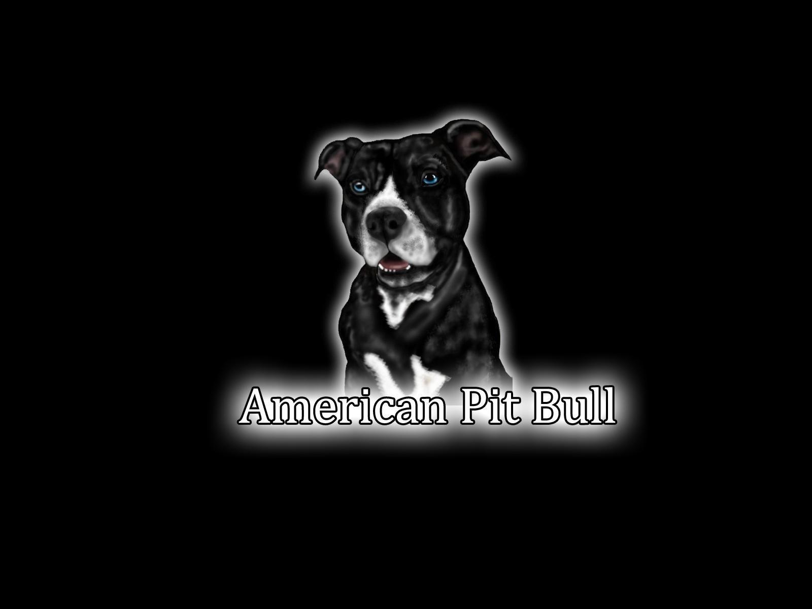 Black Pitbull Wallpapers - Top Free Black Pitbull Backgrounds