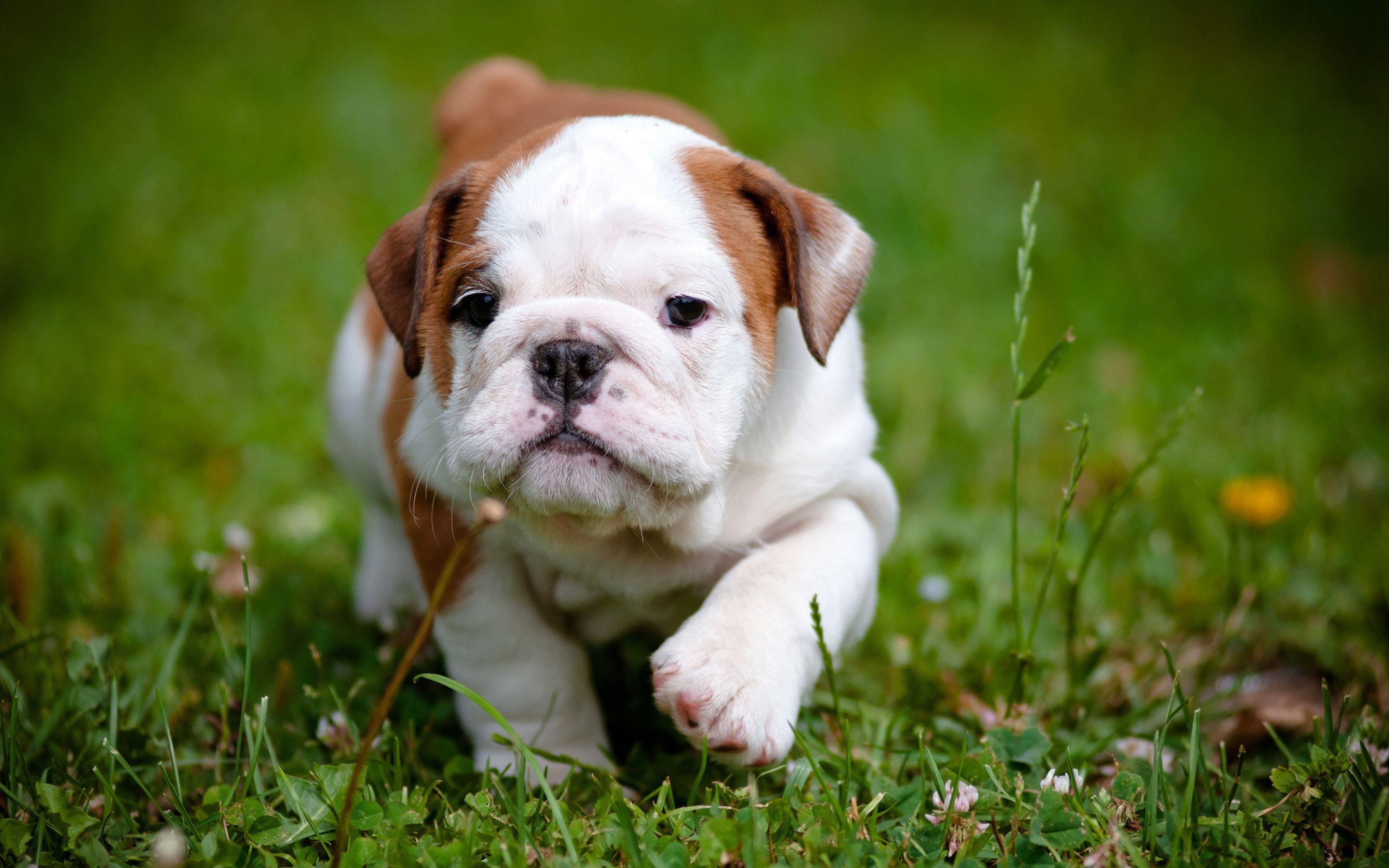 2880x1800 Pit Bull Puppy Wallpaper HD