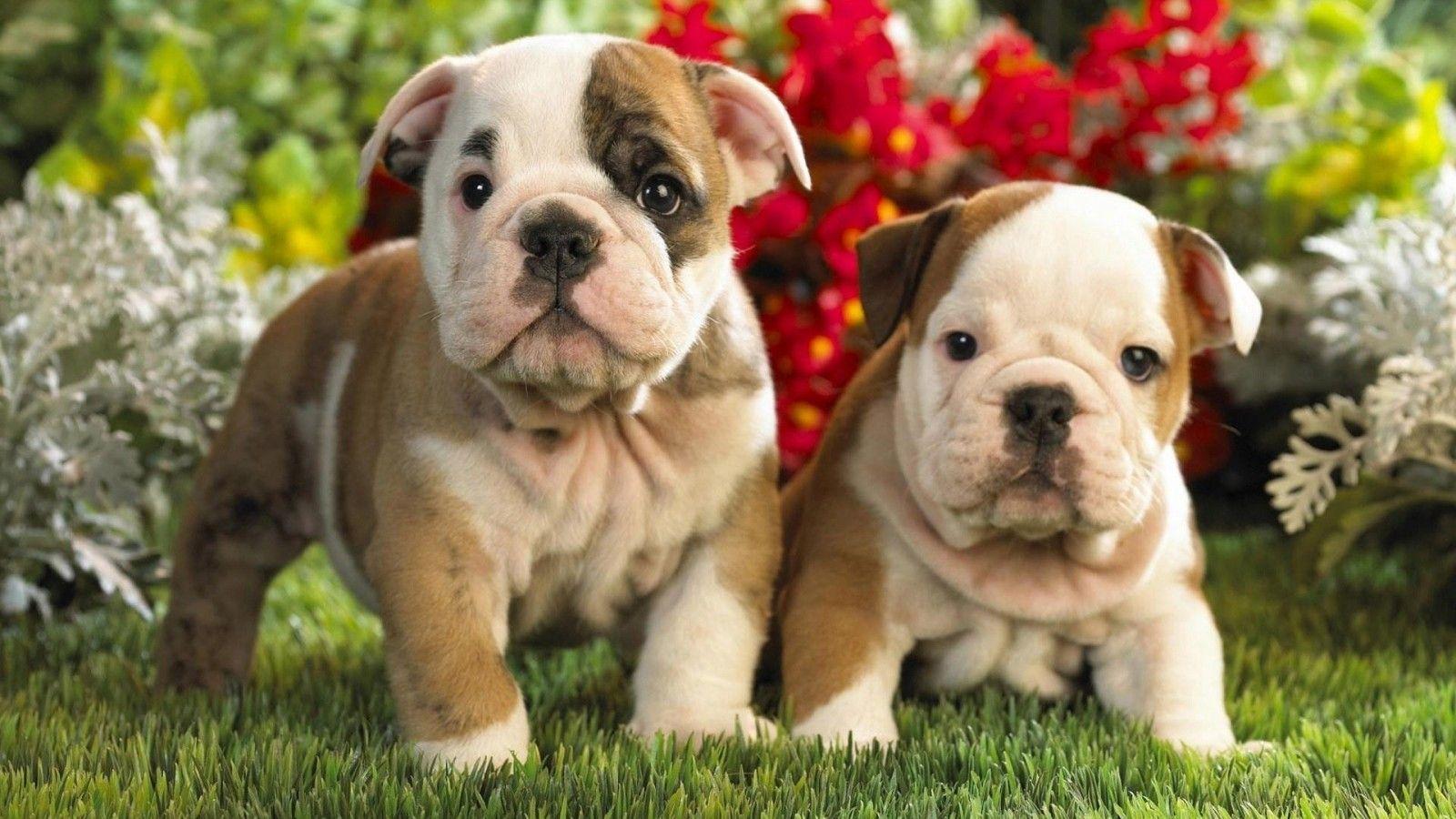 1600x900 Desktop Pit Bull Dog Image Dowload Dog Cute