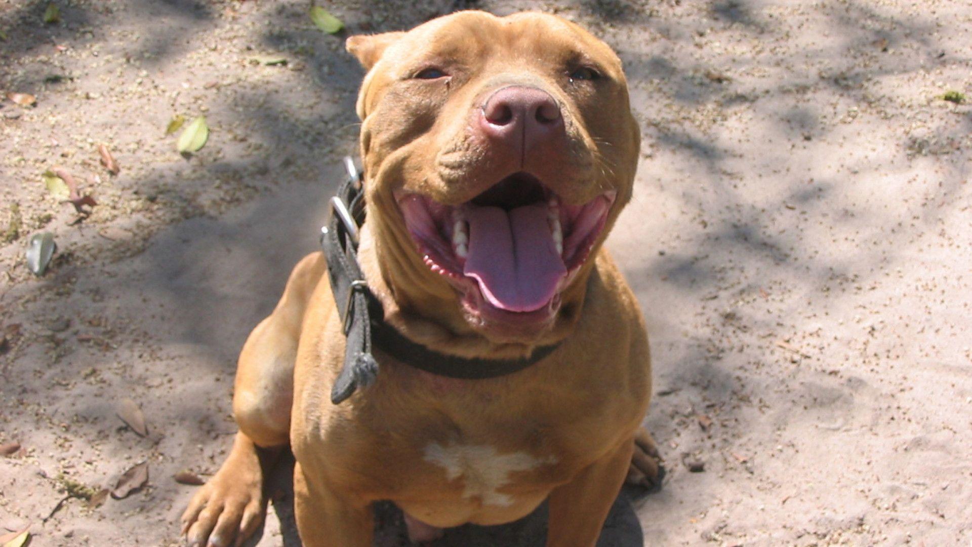 1920x1080 Red Nose Pitbull Wallpaper