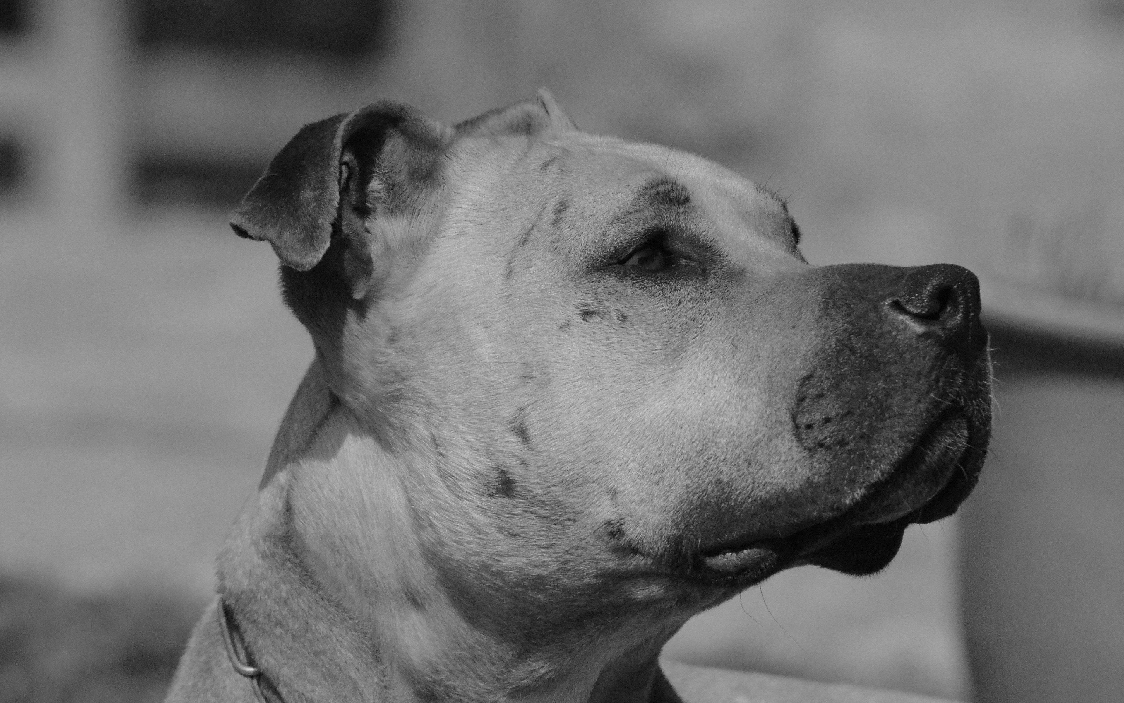3840x2400 Black Pitbull Wallpaper Blank Black Wallpaper