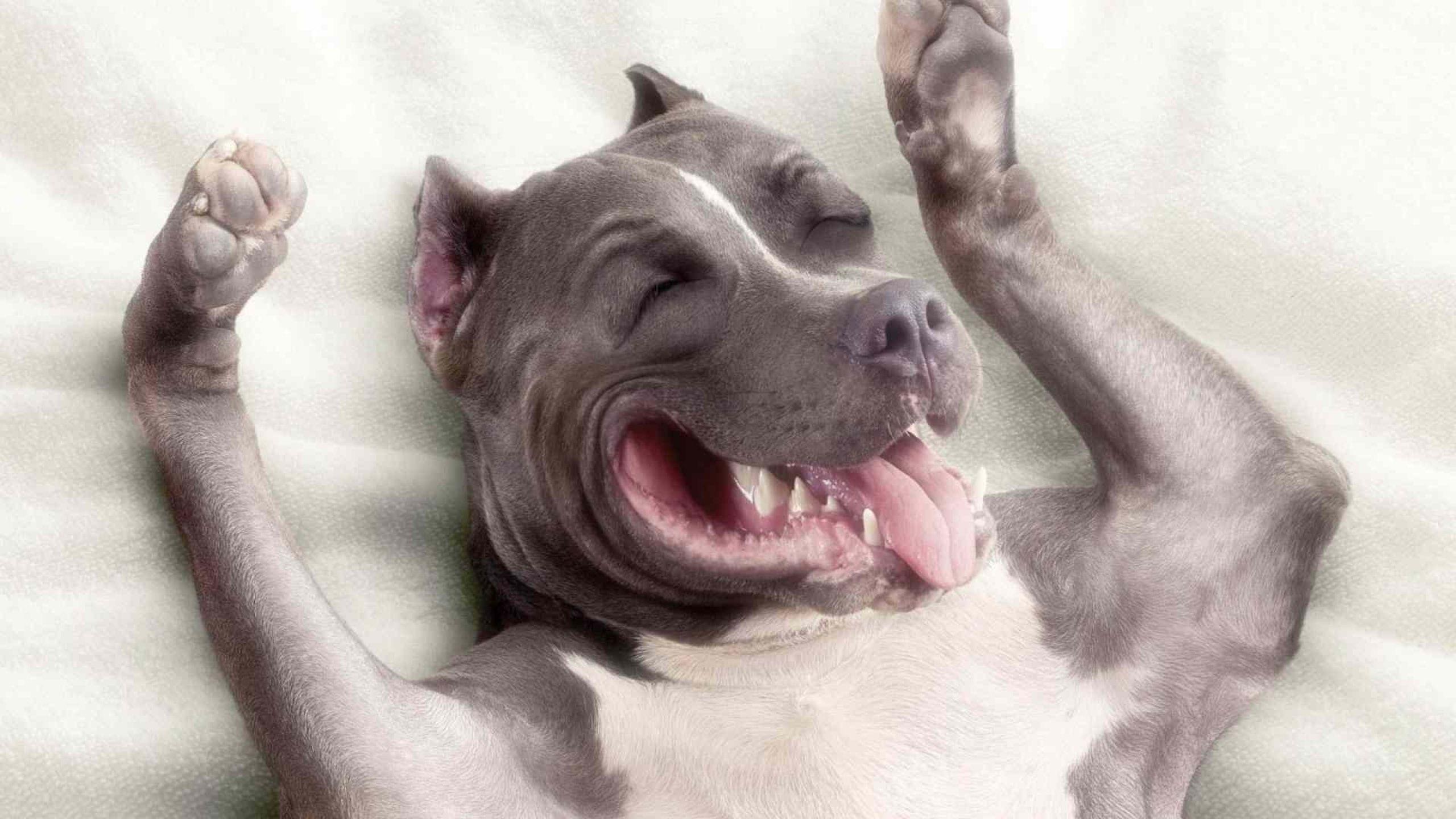 2560x1440 American Pit Bull Terrier Puppy Wallpaper