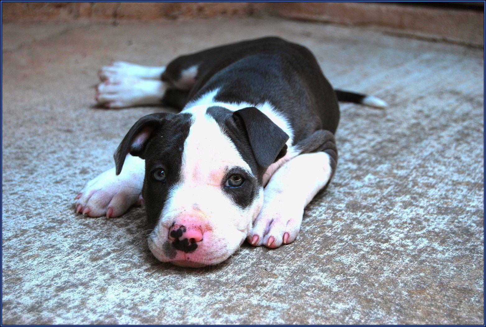 1563x1051 Cute Pitbull Dog Puppy Wide HD Wallpaper Free Puppy