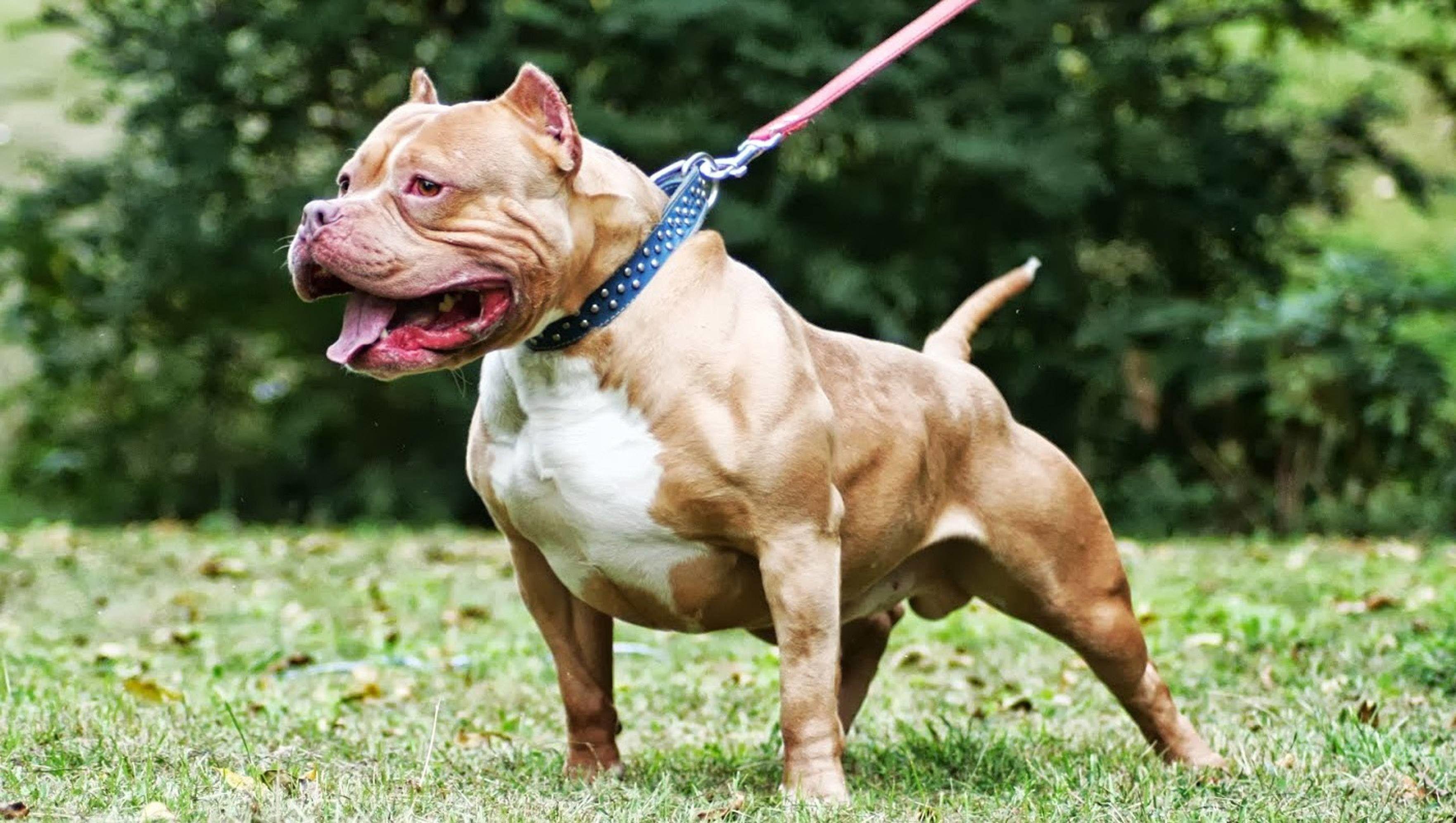 3525x1992 Cute Pitbull Wallpaper