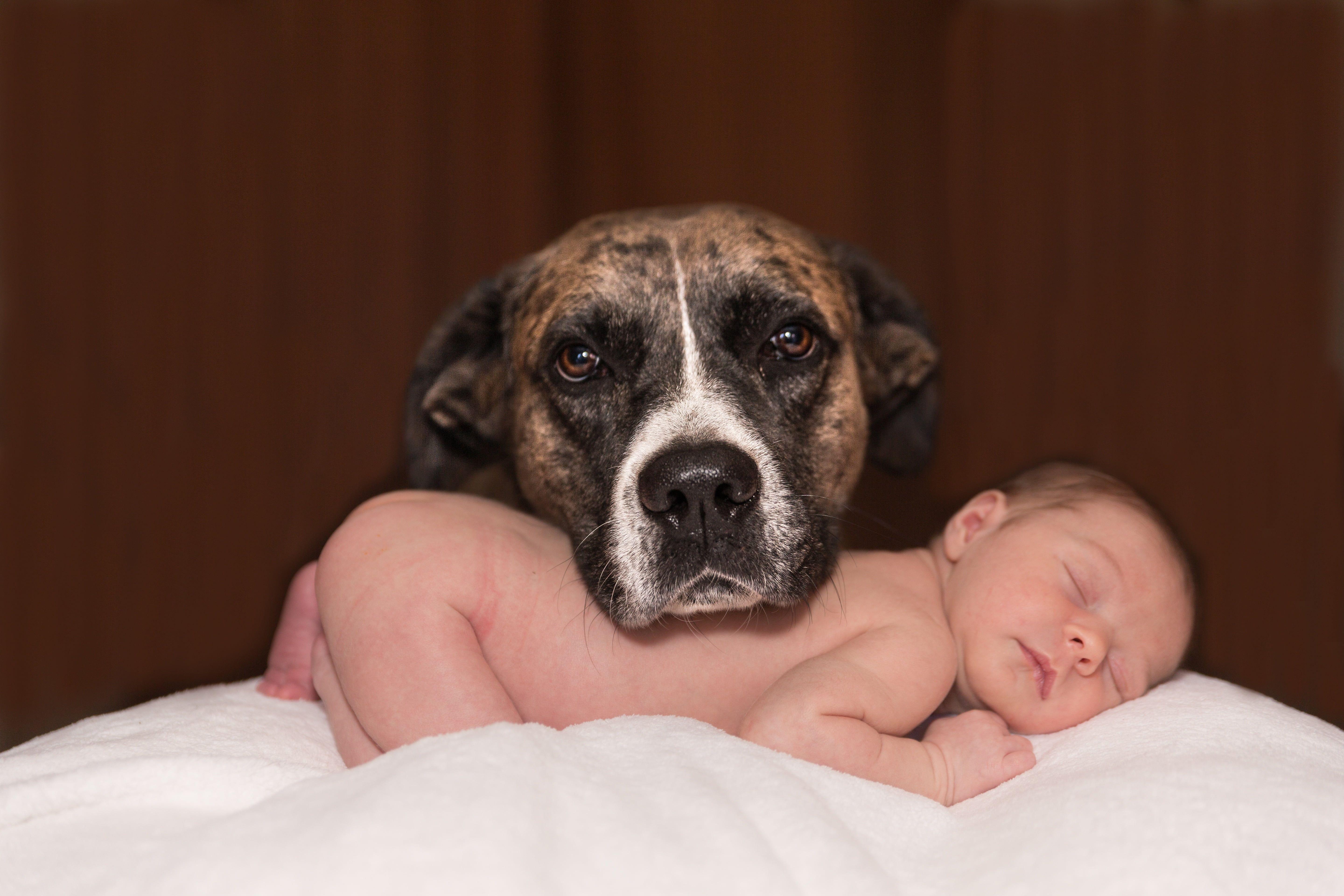 5760x3840 Brindle American pit bull terrier on sleeping baby on white fleece textile HD wallpaper
