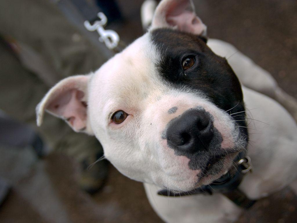 1024x768 Pitbull Desktop Background