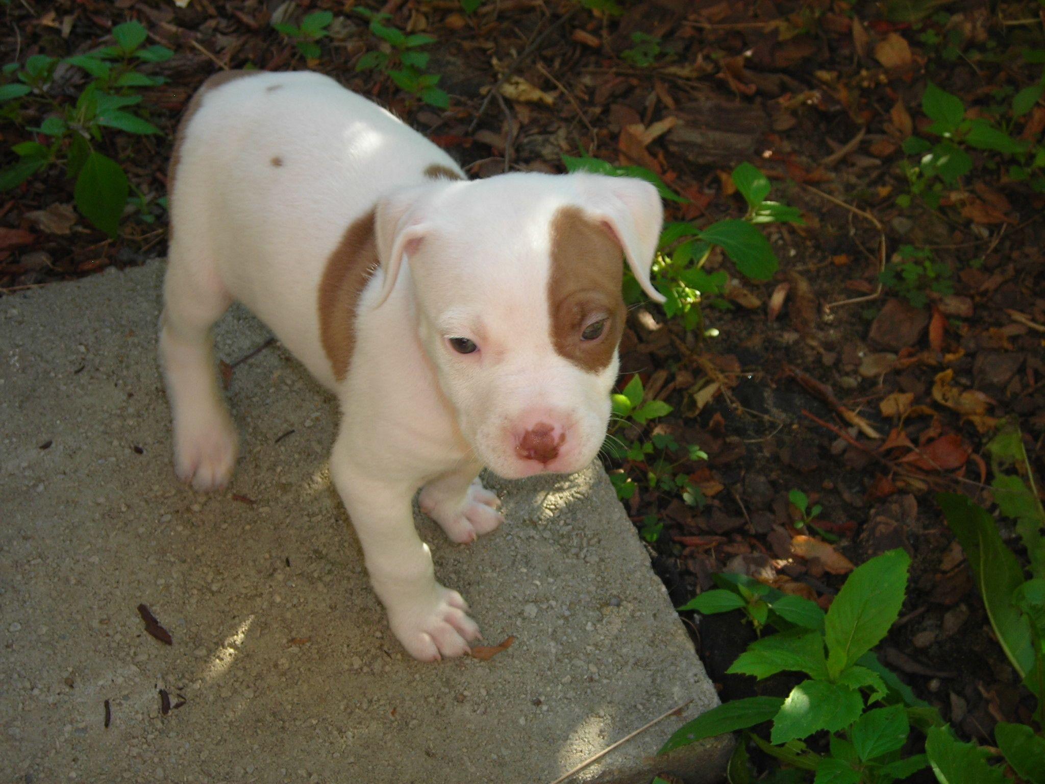 2048x1536 Baby Pitbull Wallpaper
