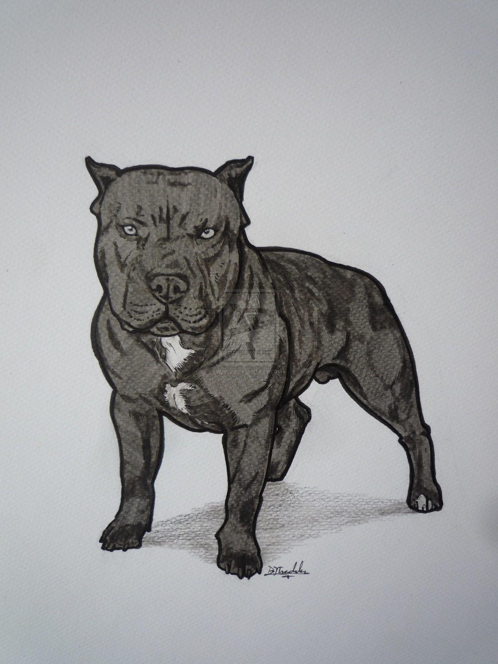 1600x2133 Pit Bull Wallpaper