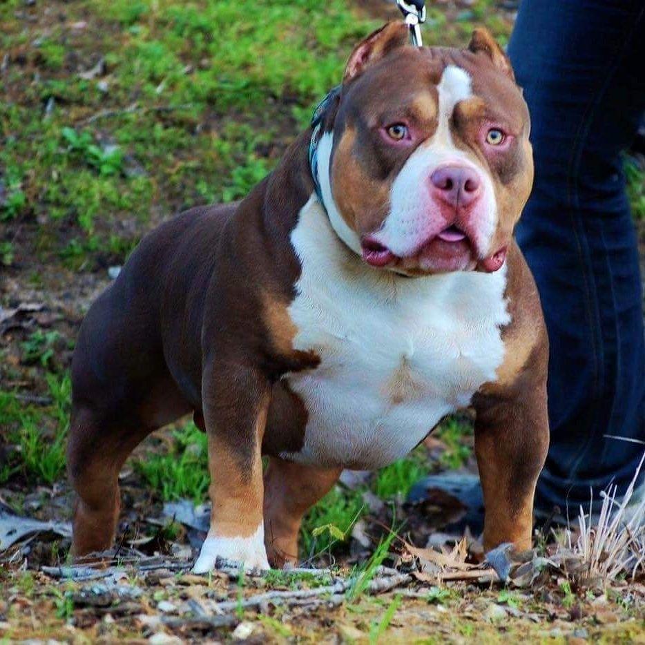 American Bully Wallpapers - Top Free American Bully Backgrounds ...