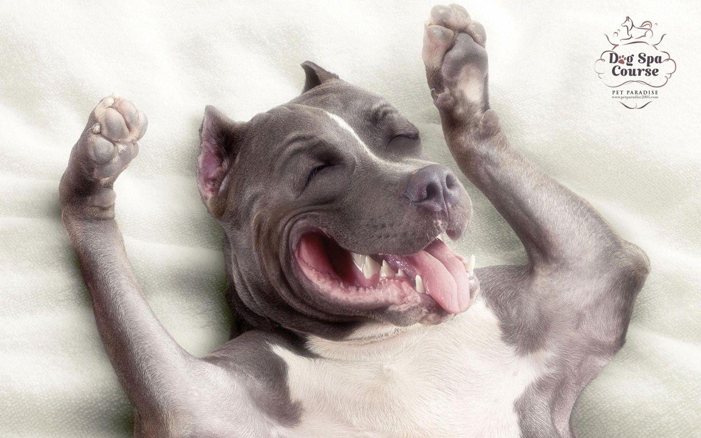 1440x900 animals dogs heaven digital art pitbull 1440x900 wallpaper High Quality Wallpaper, High Definition Wallpaper