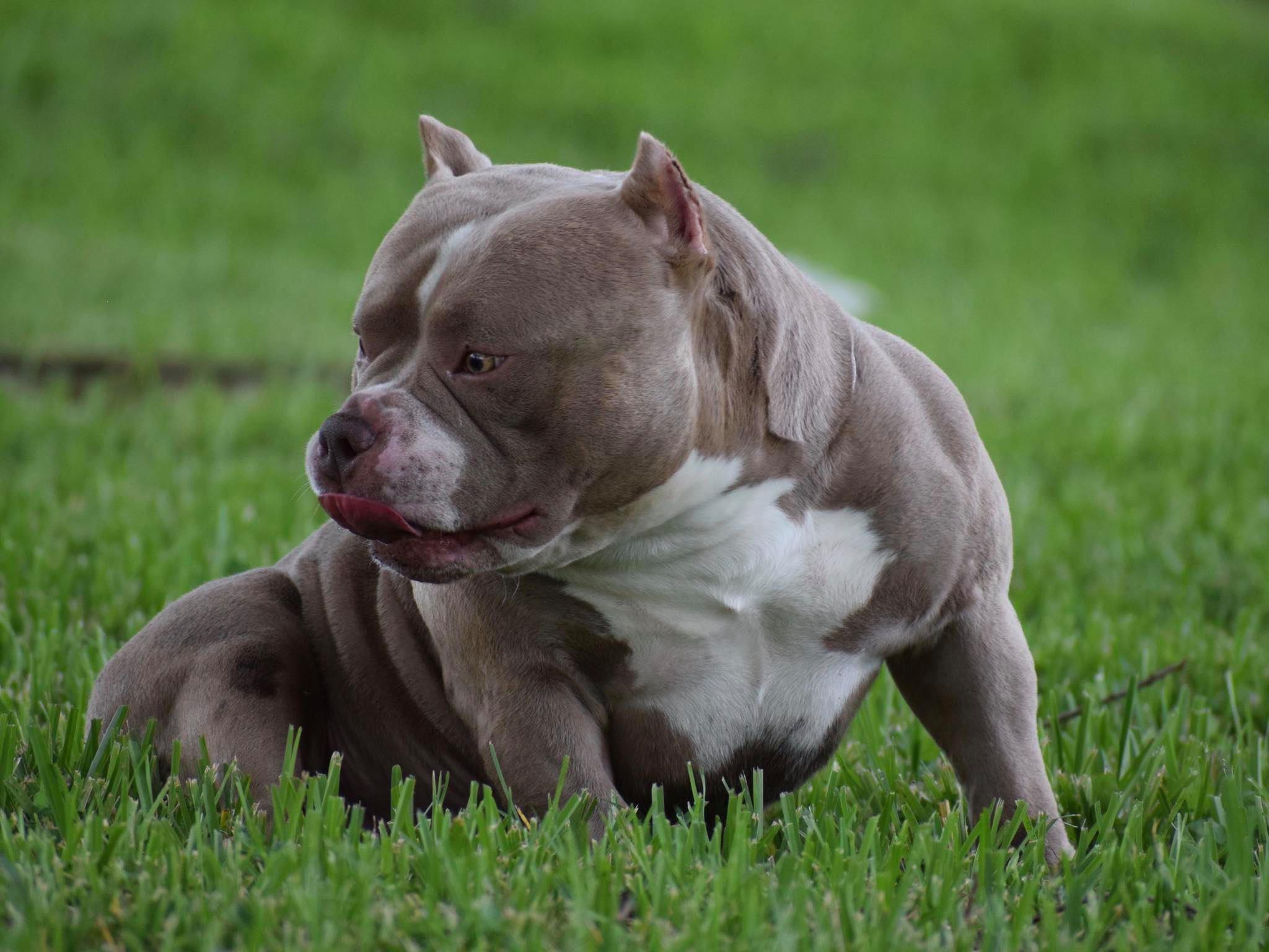 American Bully Wallpapers - Top Free American Bully Backgrounds - WallpaperAccess