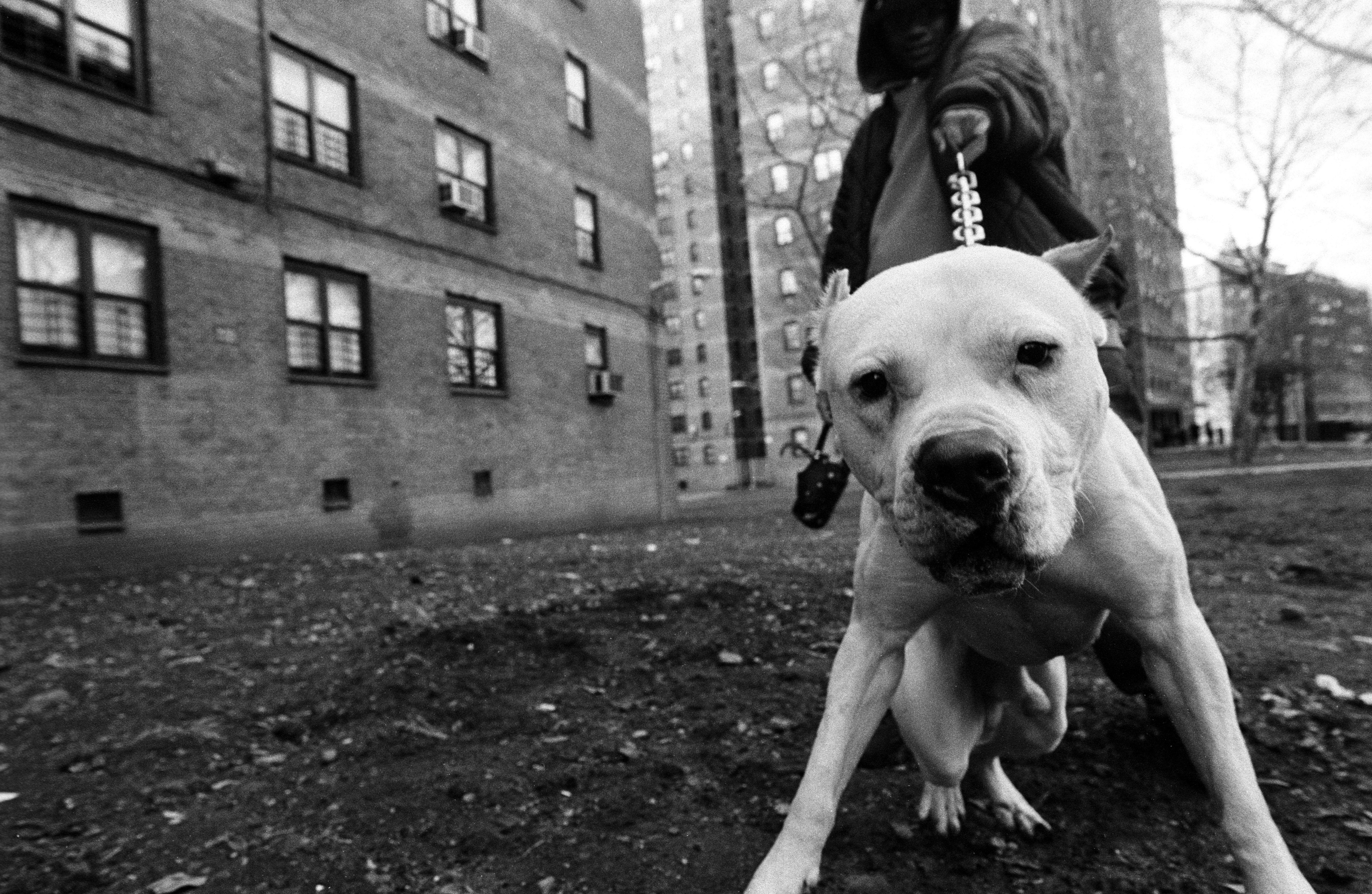 5615x3659 AMERICAN PIT BULL terrier dog wallpaperx3659