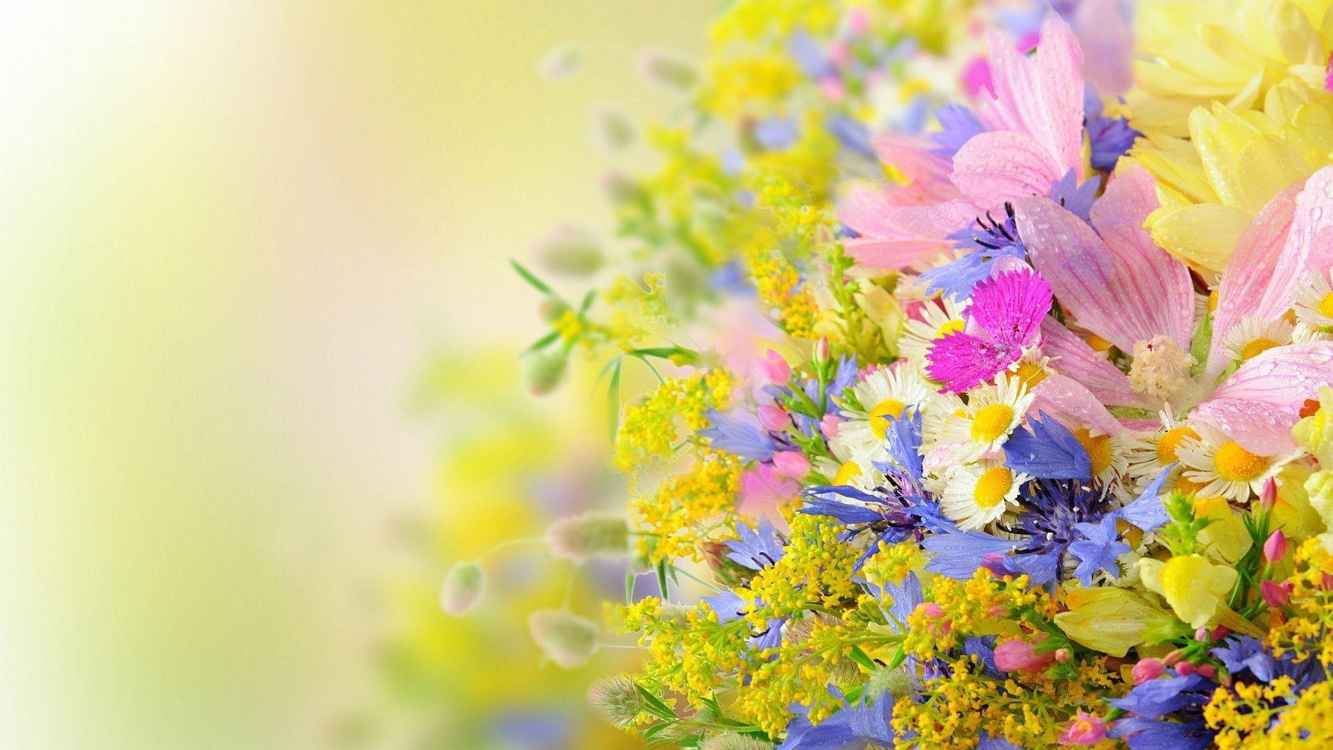 Summer Flower Wallpapers Top Free Summer Flower Backgrounds