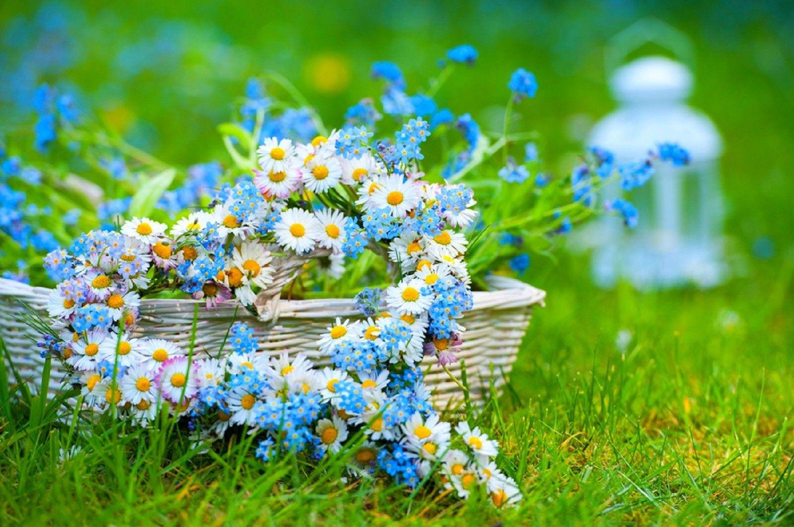 Summer Flower Wallpapers - Top Free Summer Flower Backgrounds -  WallpaperAccess