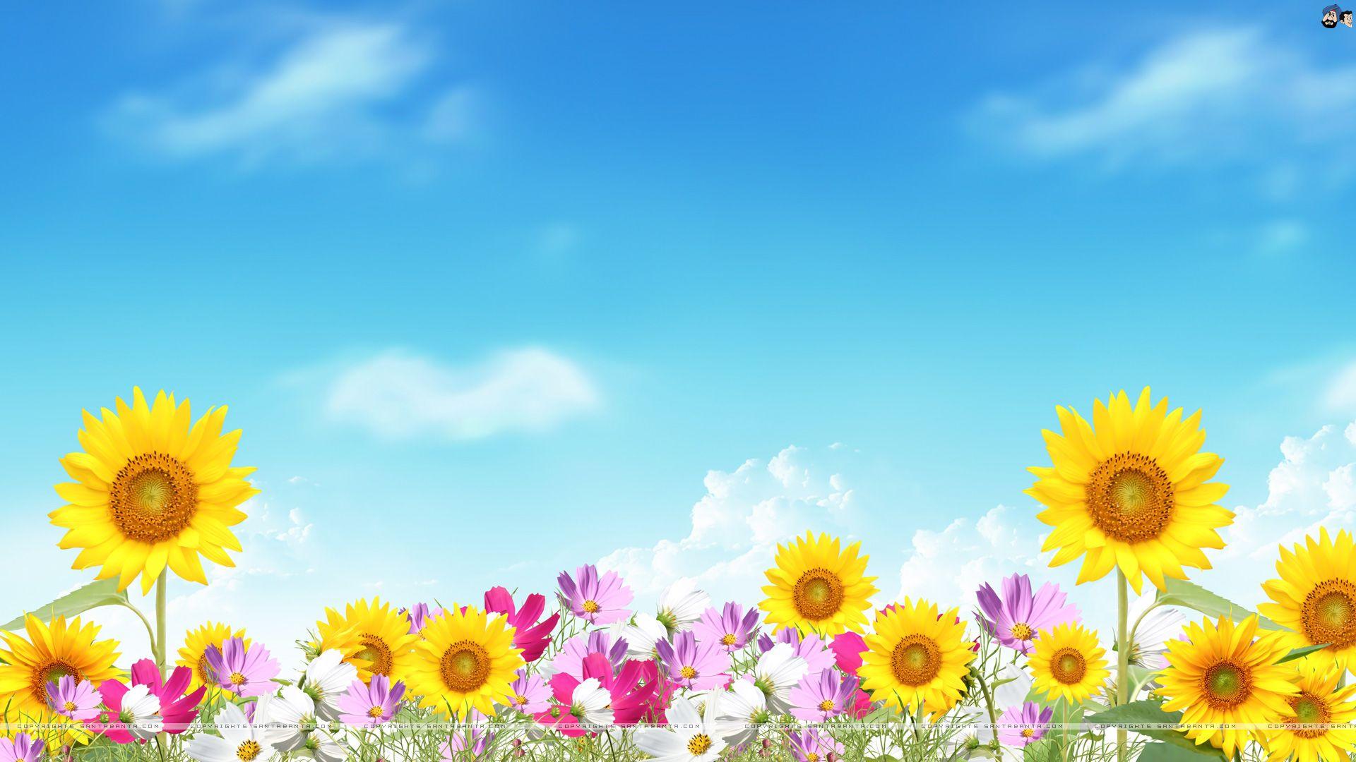 Summer Flower Wallpapers Top Free Summer Flower Backgrounds WallpaperAccess