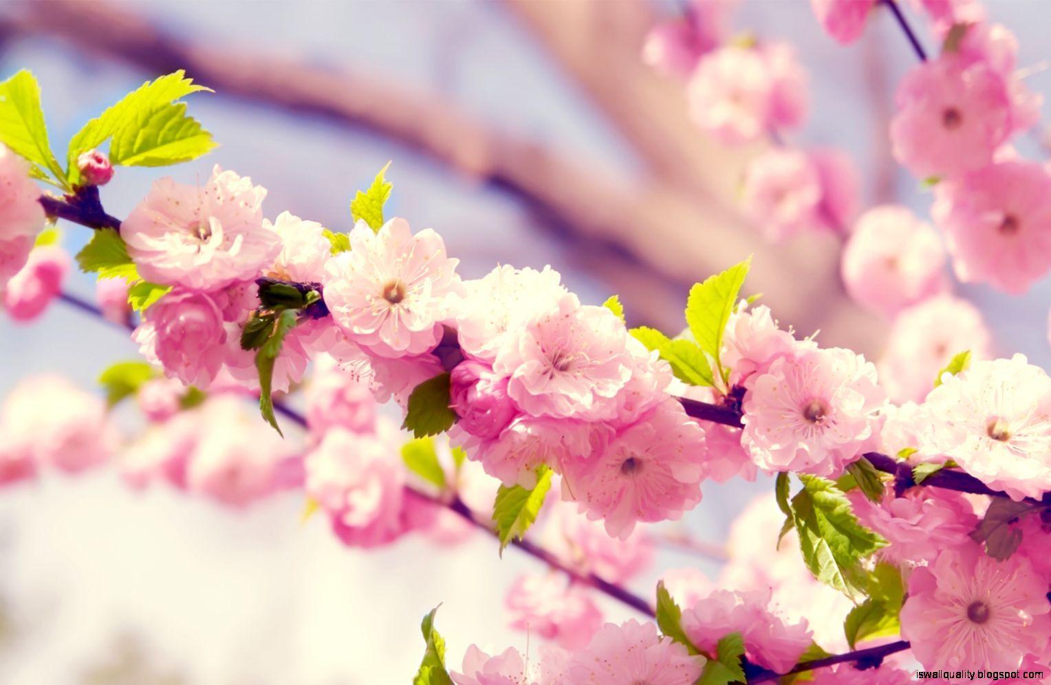 1528x997 Summer Flowers ❤ 4k HD Desktop Wallpaper For 4k Ultra