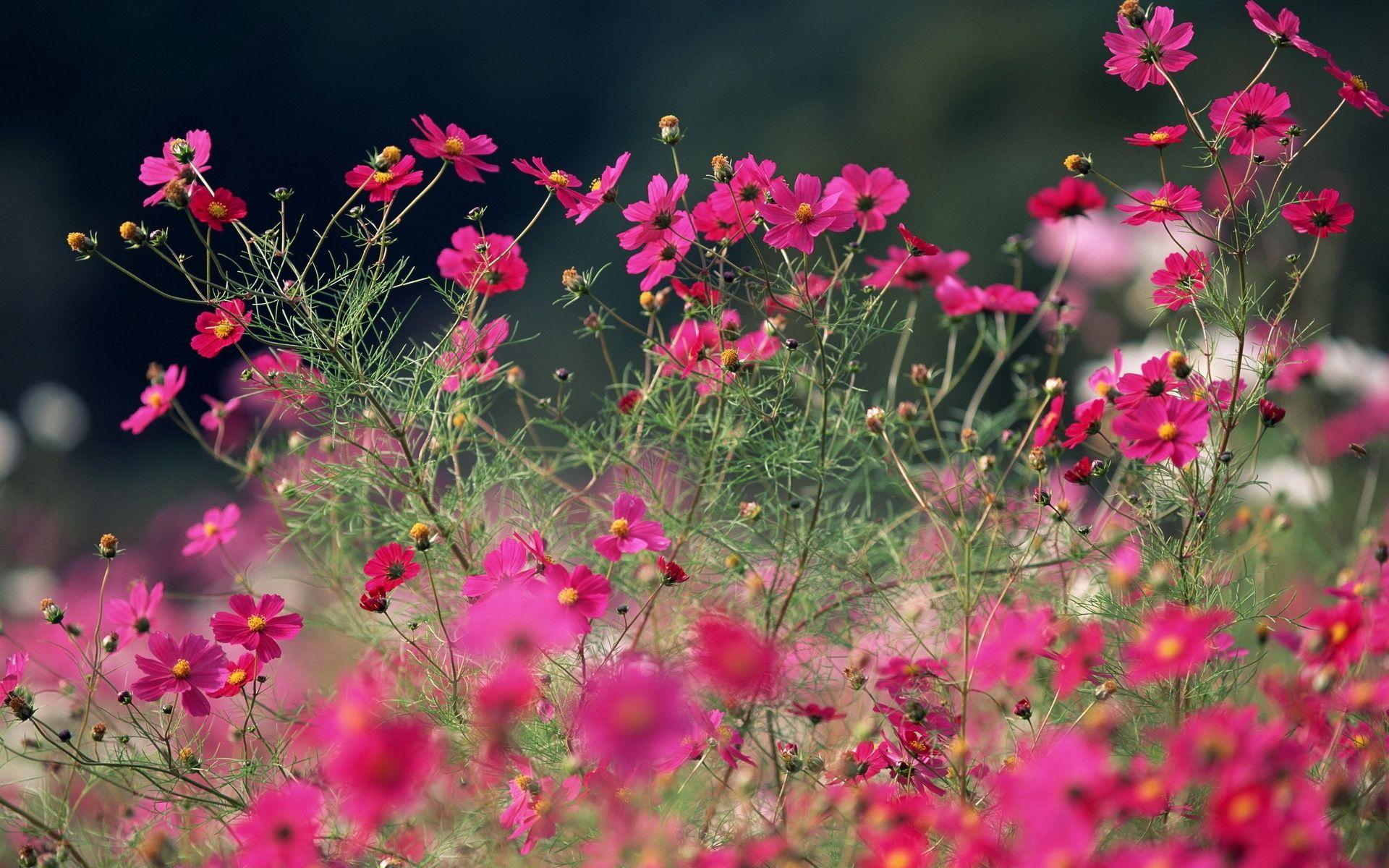 Summer Flower Wallpapers - Top Free Summer Flower Backgrounds -  WallpaperAccess