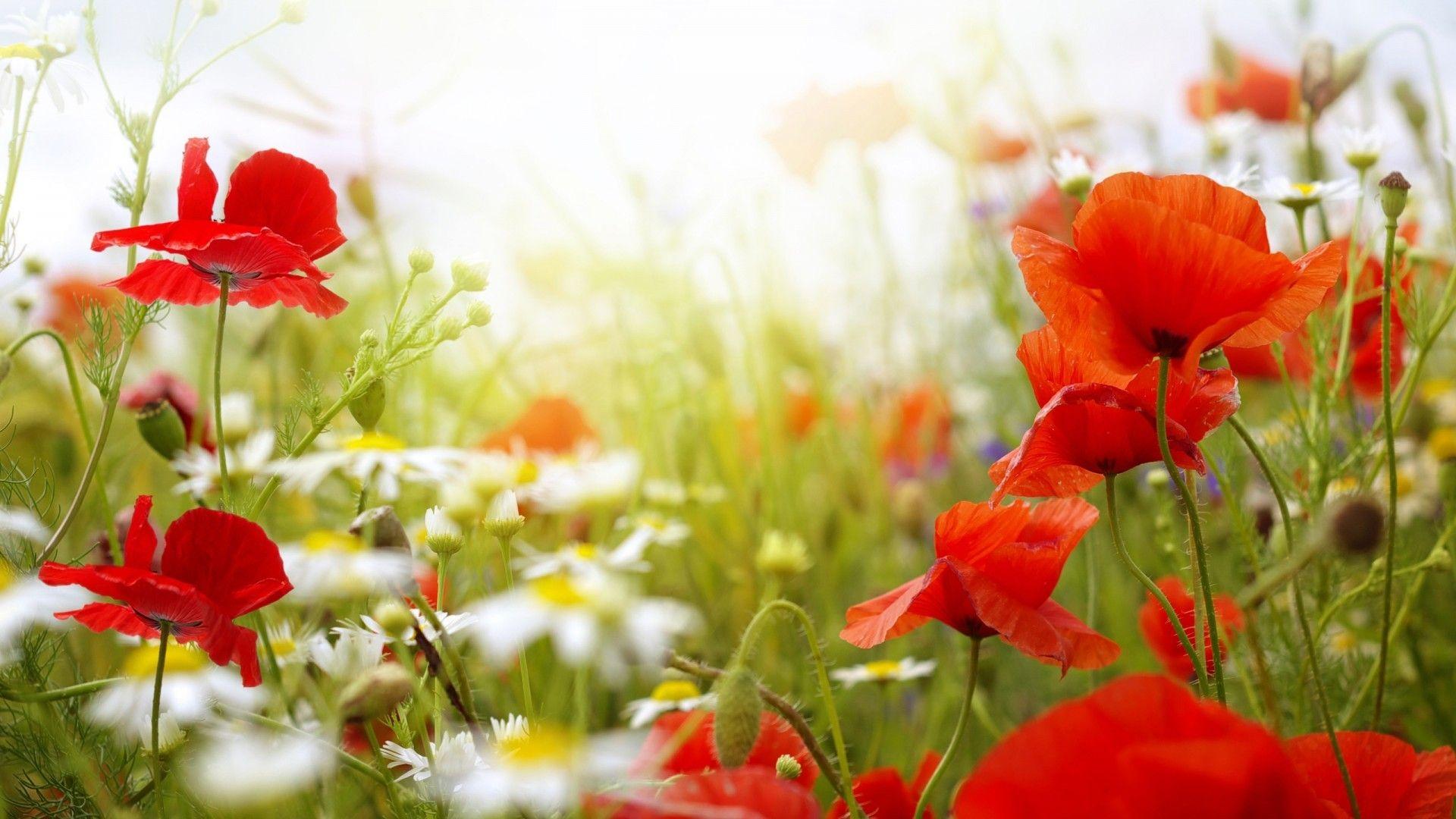 1920x1080 Summer Flower Wallpaper
