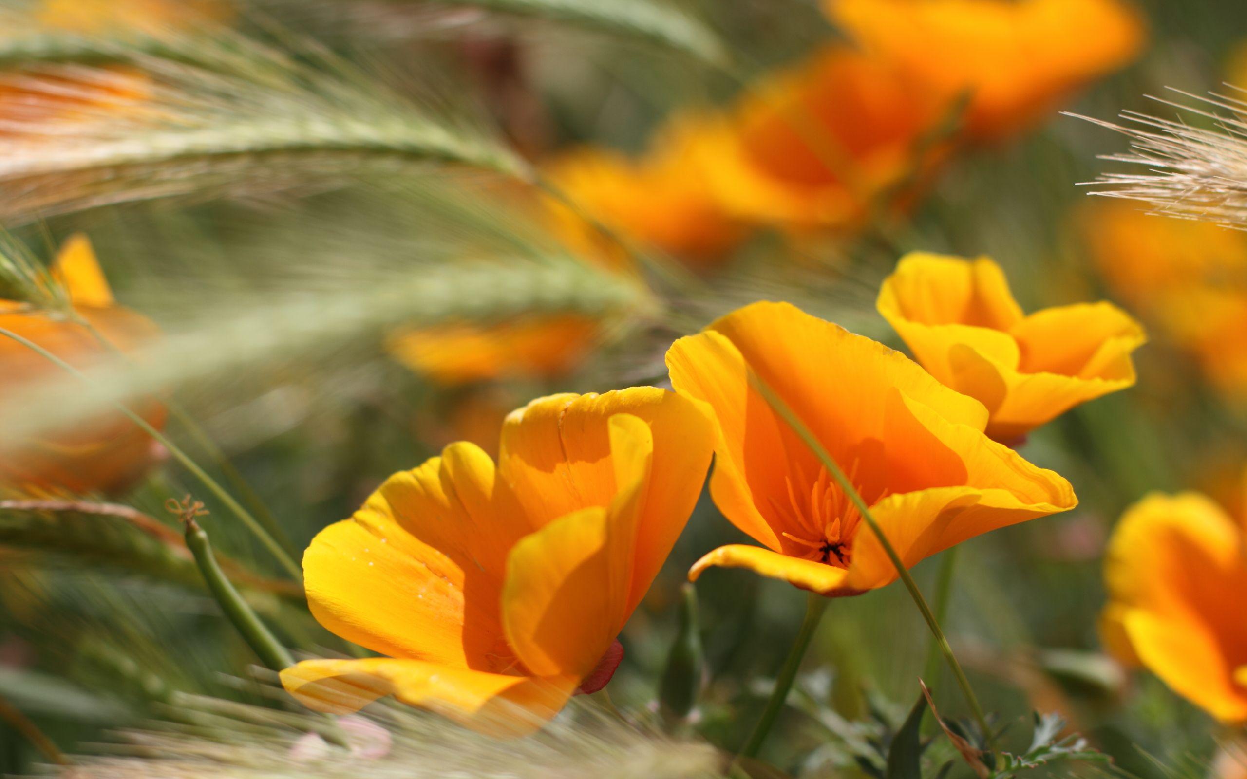 2560x1600 Summer Flowers # 2560x1600. All For Desktop
