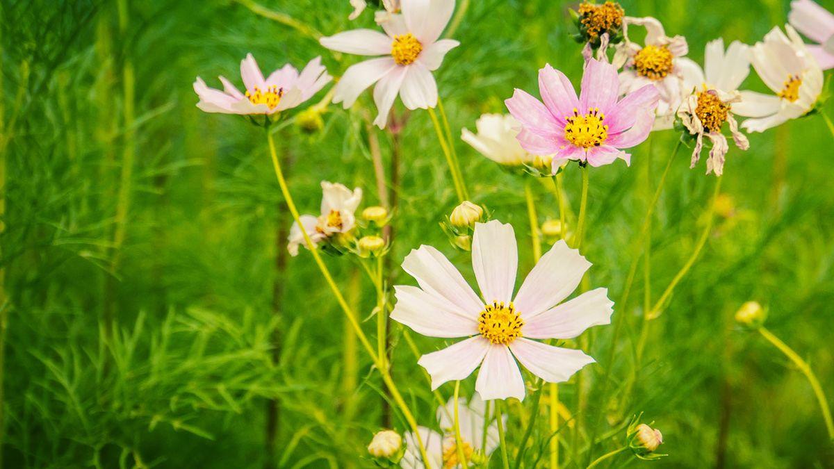 1200x675 Summer floral wallpaper on Wacom Gallery