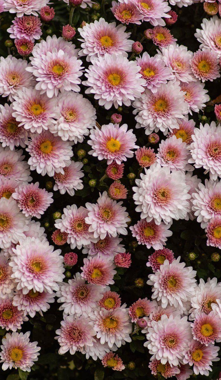 Rustic Floral iPhone Wallpapers Top Free Rustic Floral iPhone