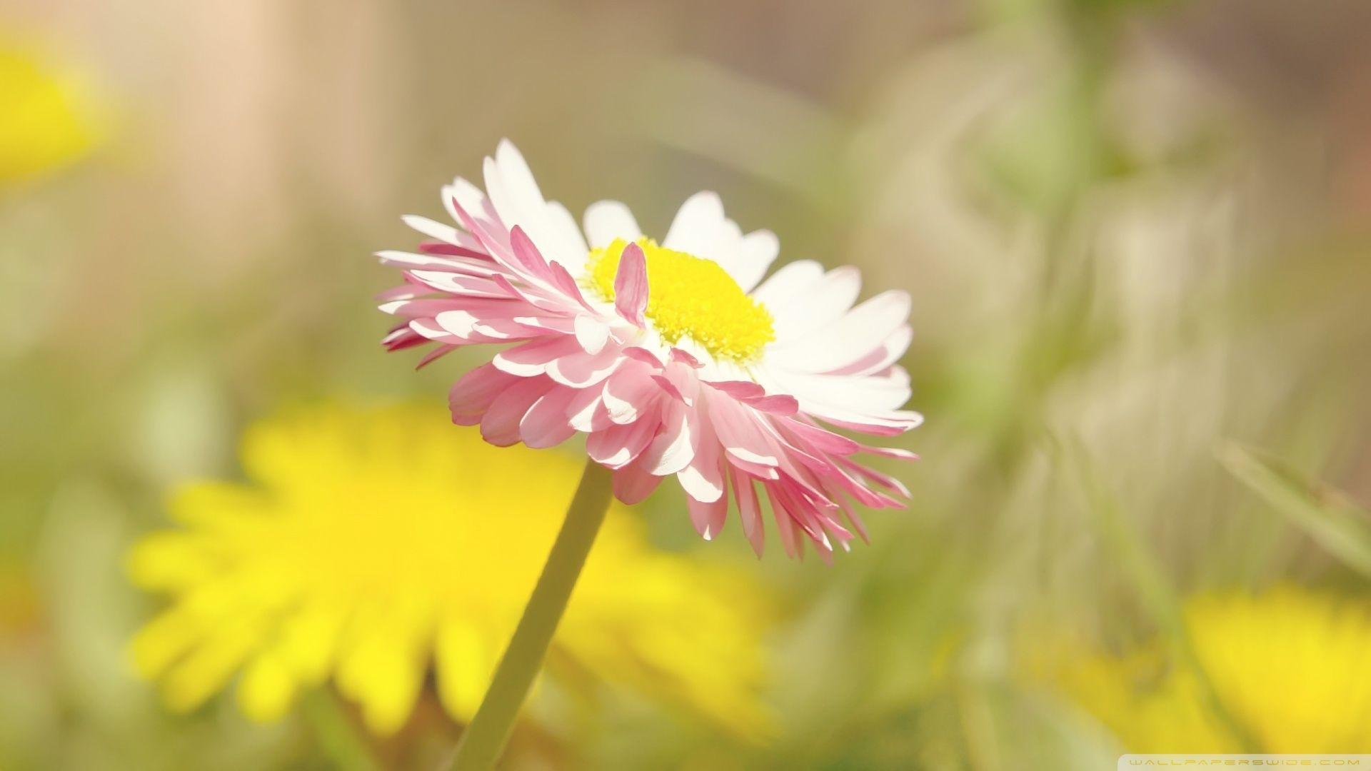 1920x1080 Beautiful Summer Flower Ultra HD Desktop Background