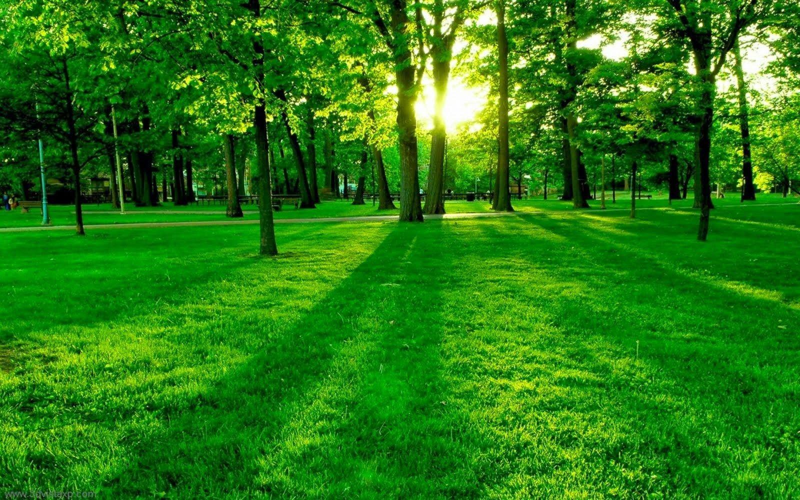 1600x1000 green soothing wallpaper x 1000