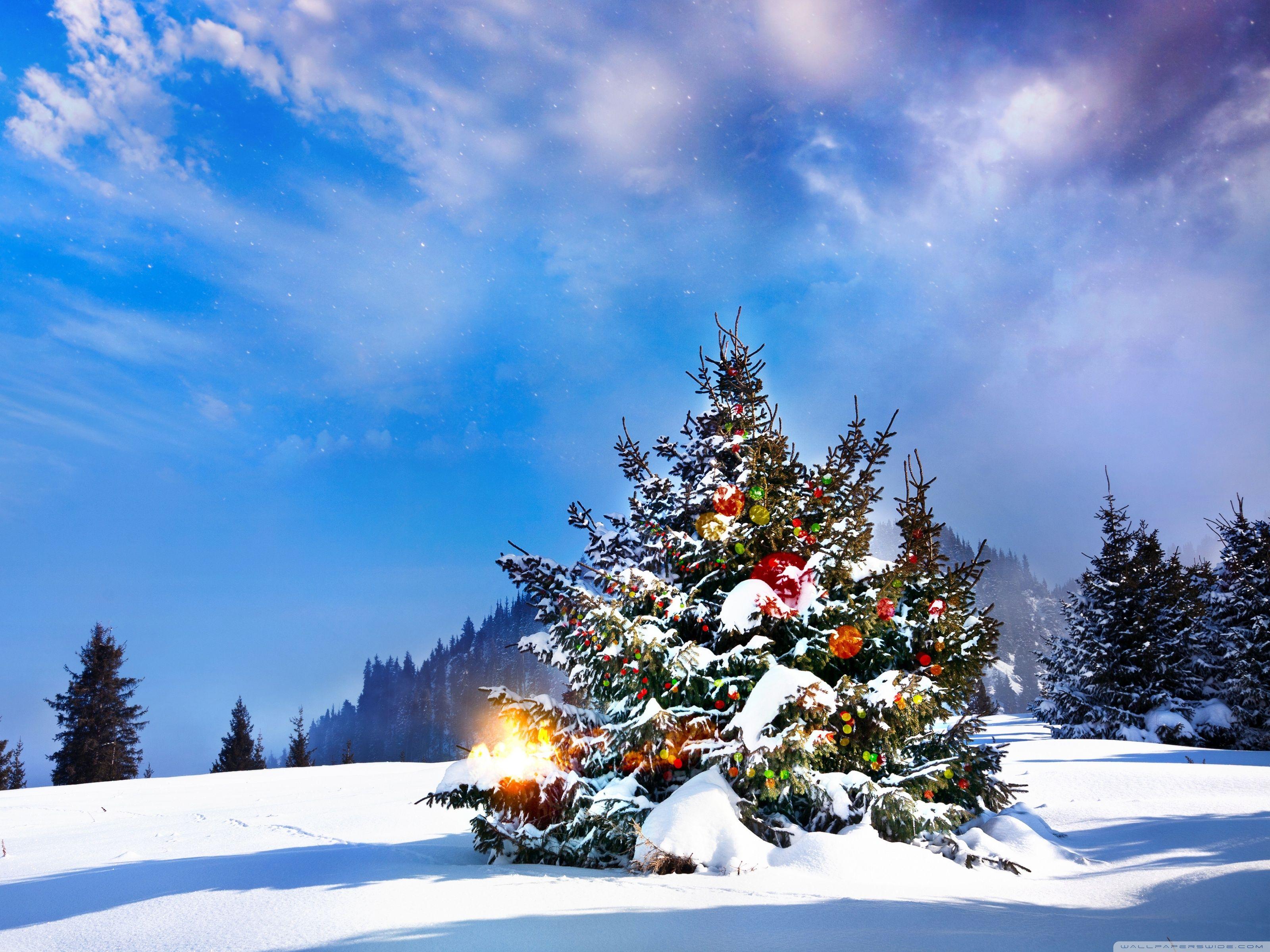 3200x2400 Christmas Trees Decorated Outside Ultra HD Desktop Background Wallpaper for 4K UHD TV : Widescreen & UltraWide Desktop & Laptop : Tablet