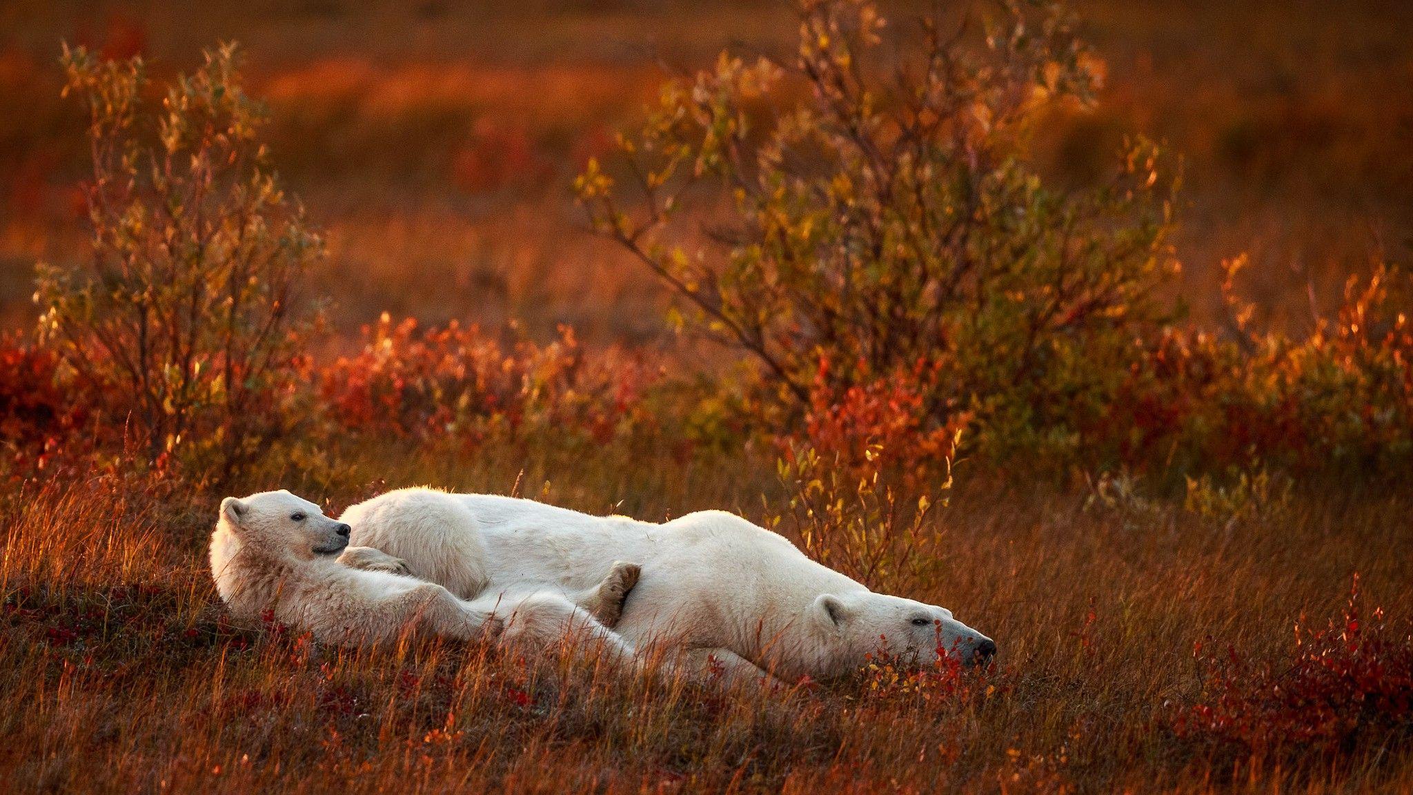 2048x1152 nature, Animals, Baby Animals, Polar Bears, Field, Grass