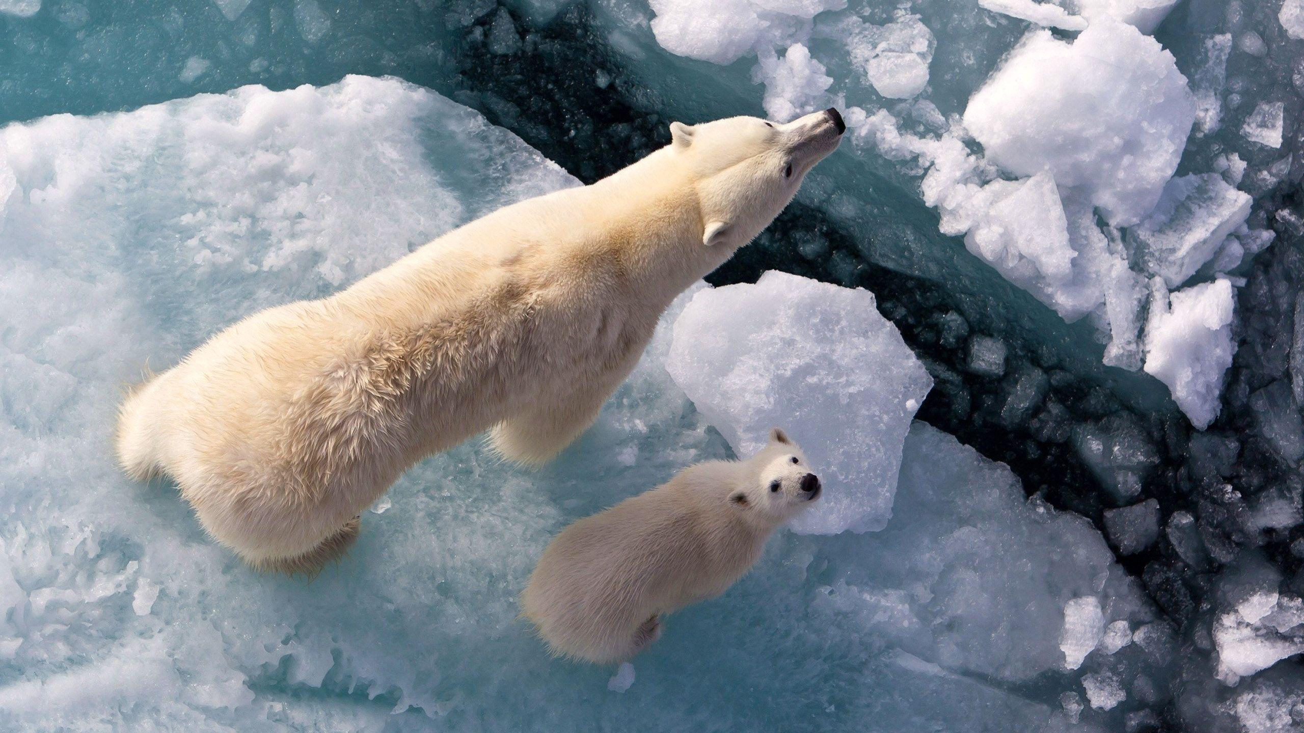 2560x1440 Arctic Protection and Global Warming