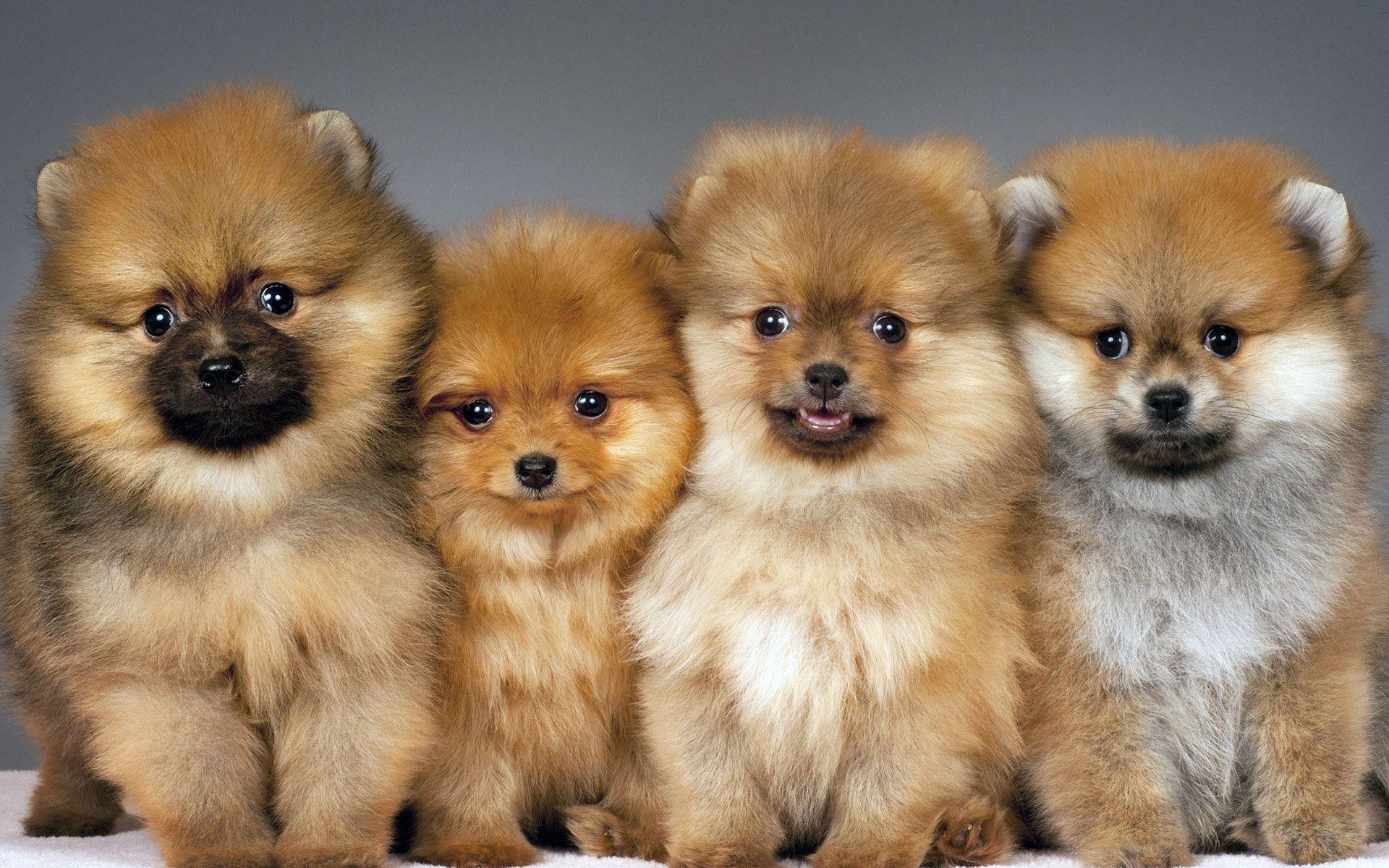 Pomeranian Puppy Wallpapers Top Free Pomeranian Puppy Backgrounds 