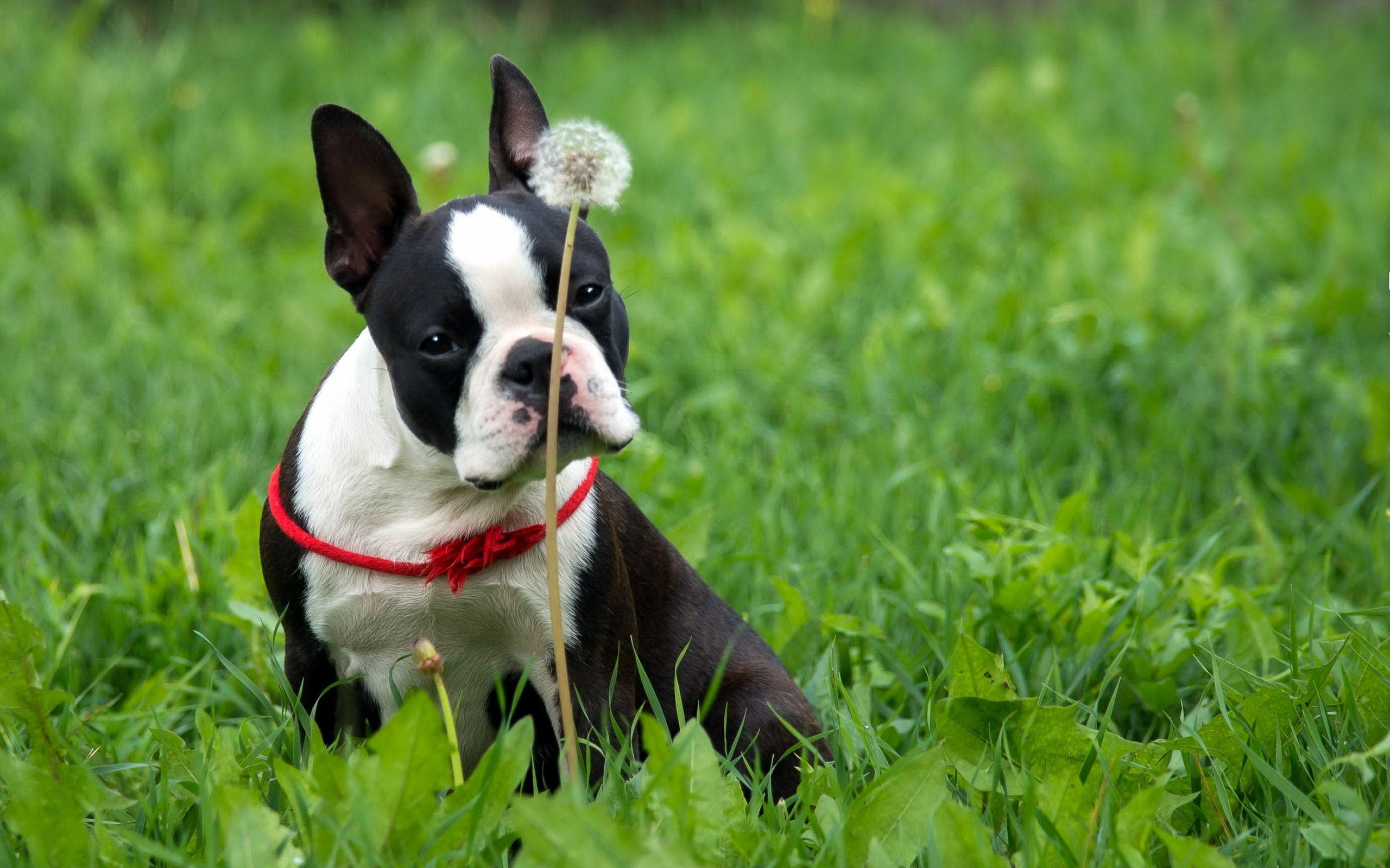 Download wallpapers Boston Terrier autumn bokeh dogs dog in forest  cute animals pets Boston Terrier Dog for desktop free Pictures for  desktop free  Boston terrier dog Boston terrier art Boston terrier