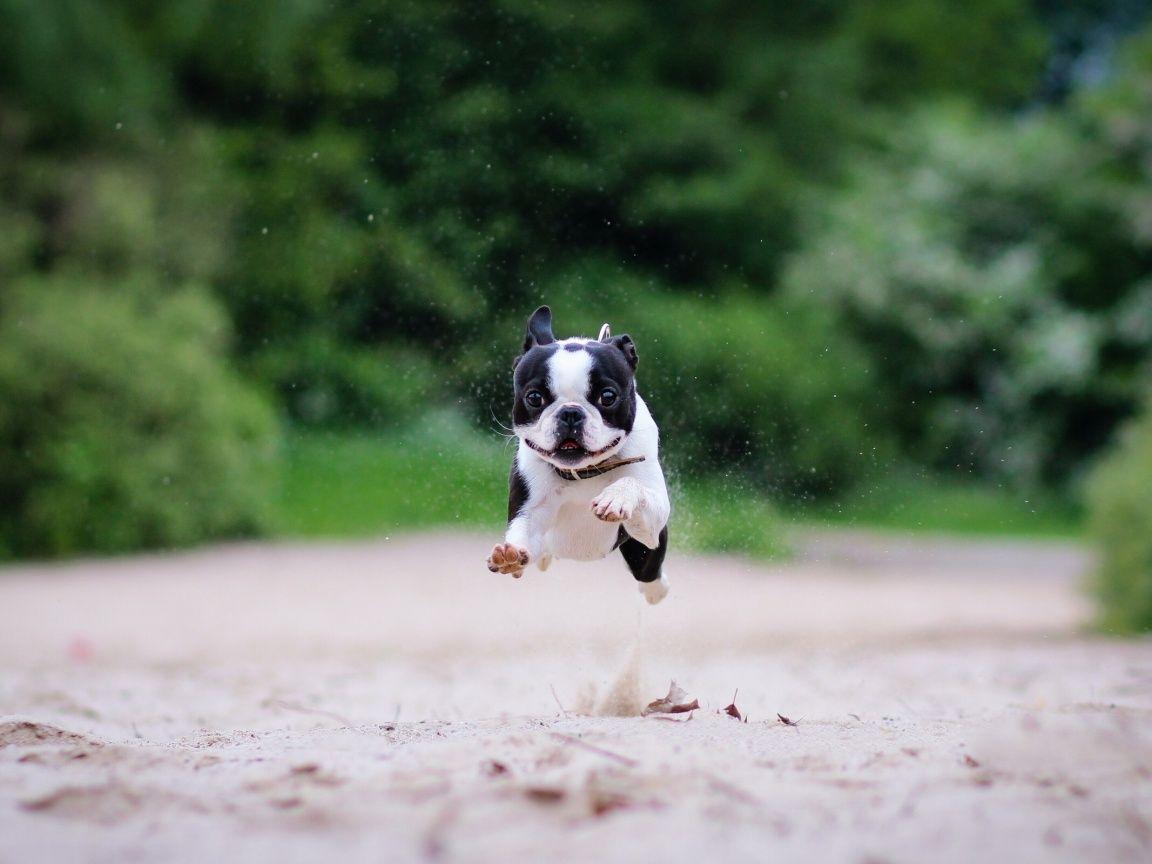 1152x864 Boston Terrier wallpaperx864