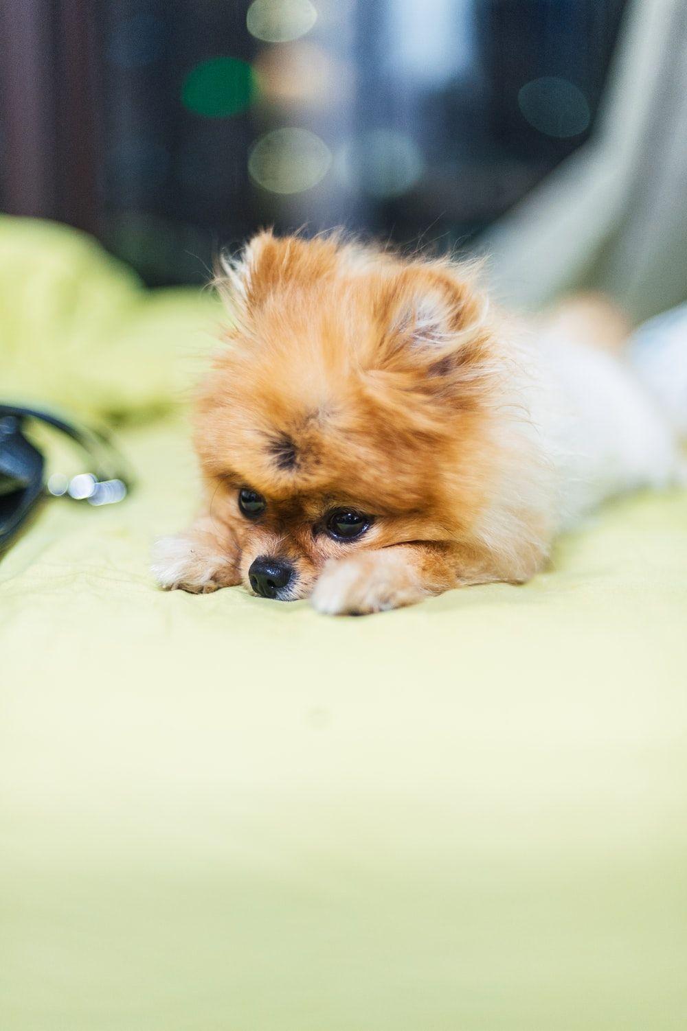 1000x1502 Pomeranian Picture [HD]. Download Free Image