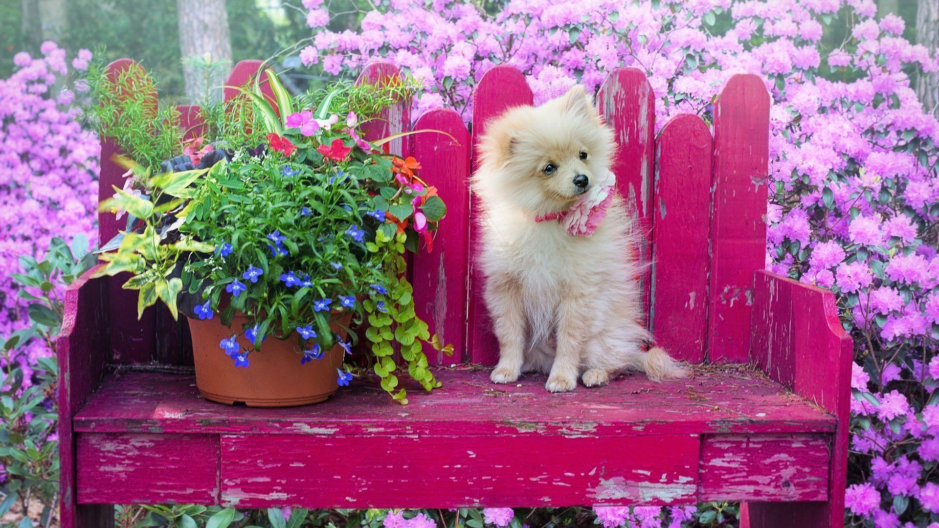 1920x1080 Pomeranian Puppy Sitting on Bench in Garden Wallpaper