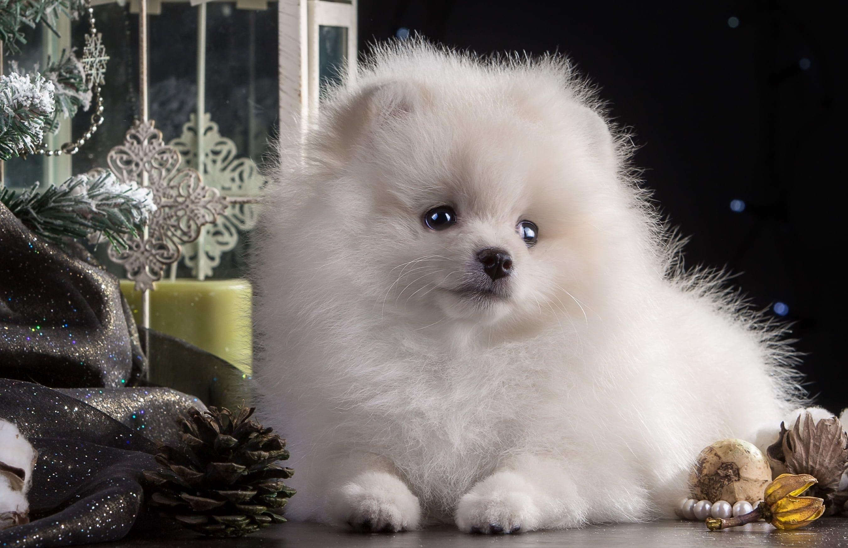 2700x1745 White Pomeranian dog HD wallpaper