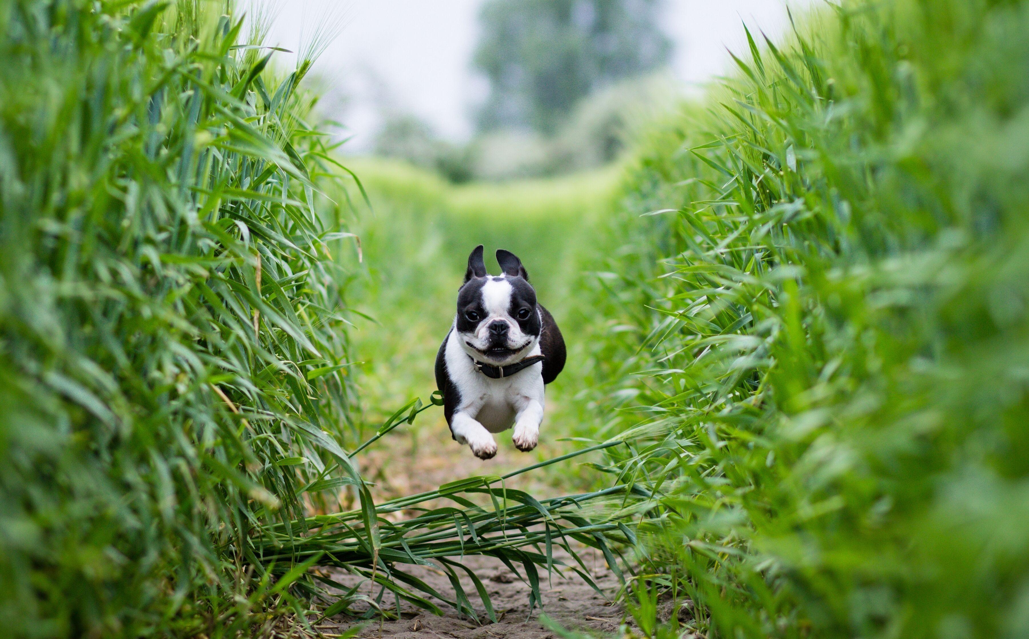 3600x2238 Boston Terrier Wallpaper
