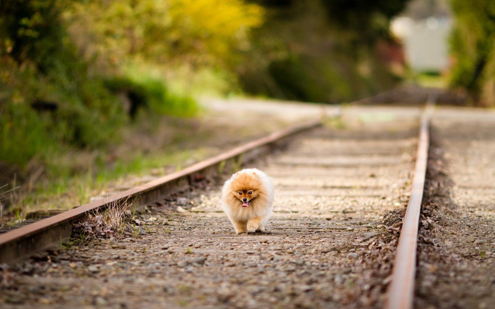 1920x1200 Pomeranian wallpaper 1920x1200 desktop background