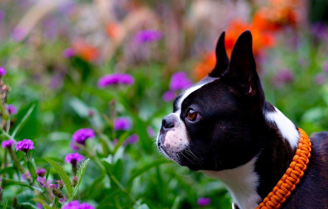 Download A Boston Terrier Dog On An Orange Background Wallpaper  Wallpapers com