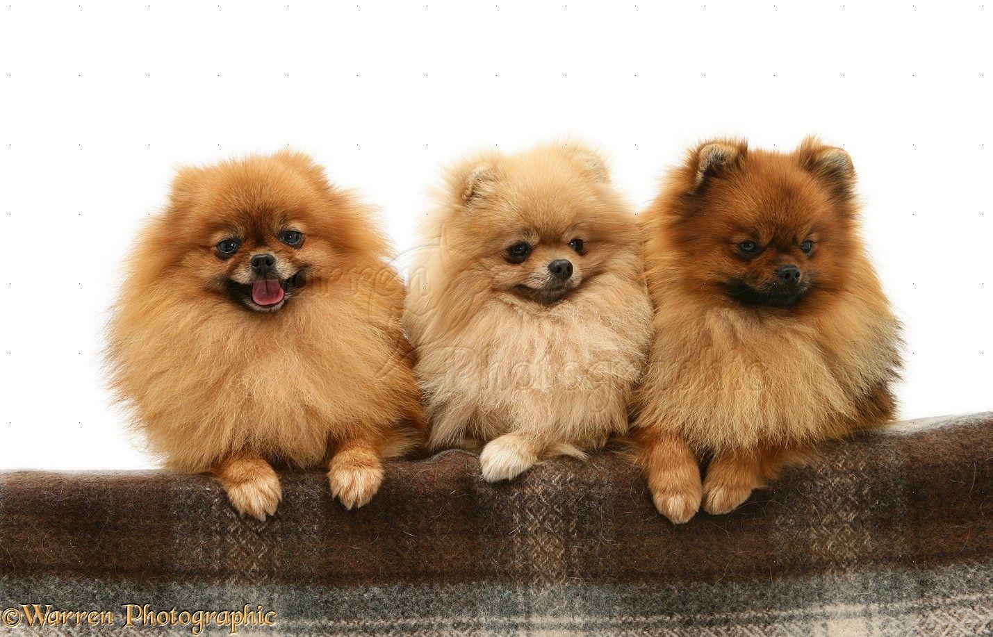 1429x917 beautiful pomeranian wallpaper to