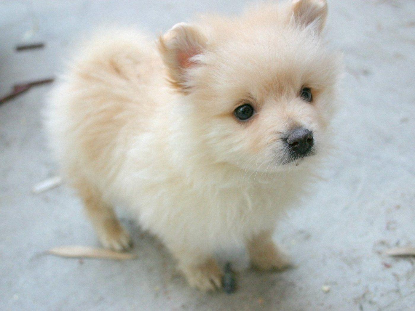 1400x1050 Cute Pomeranian dog photo and wallpaper. Beautiful Cute