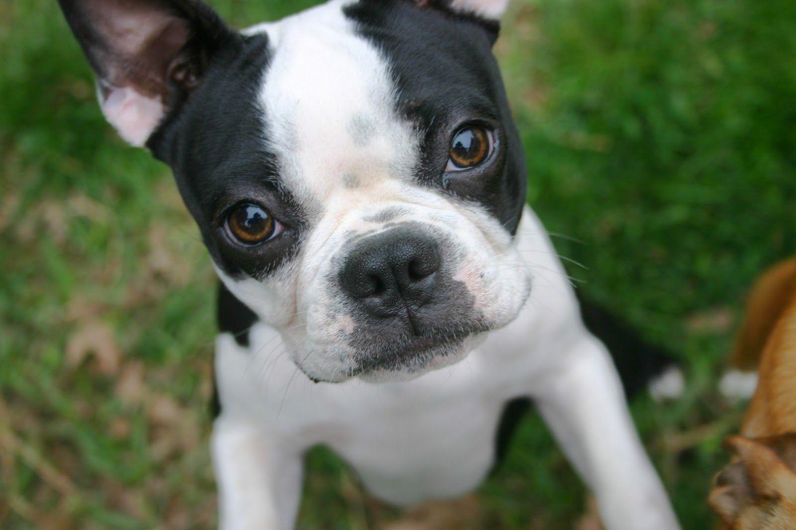 Boston Terrier Wallpapers - Top Free Boston Terrier Backgrounds ...