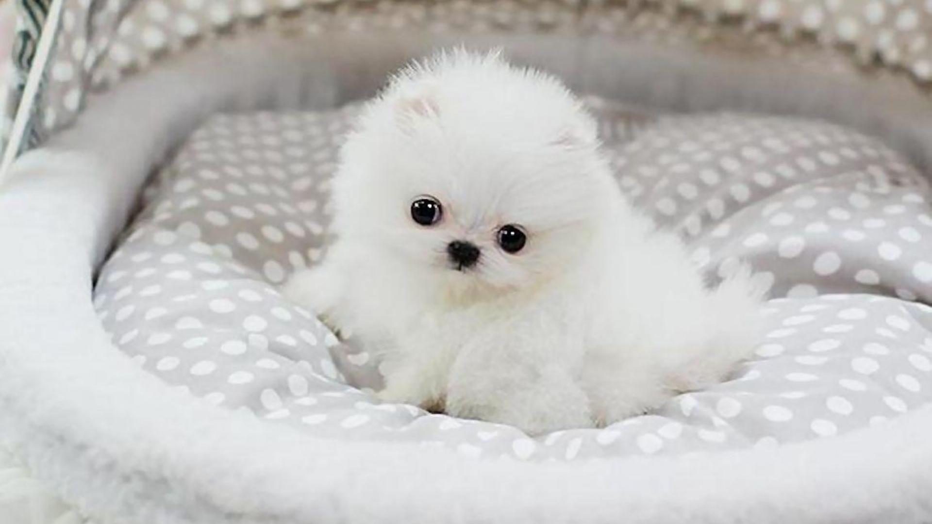 1920x1080 Pomeranian Quality HD