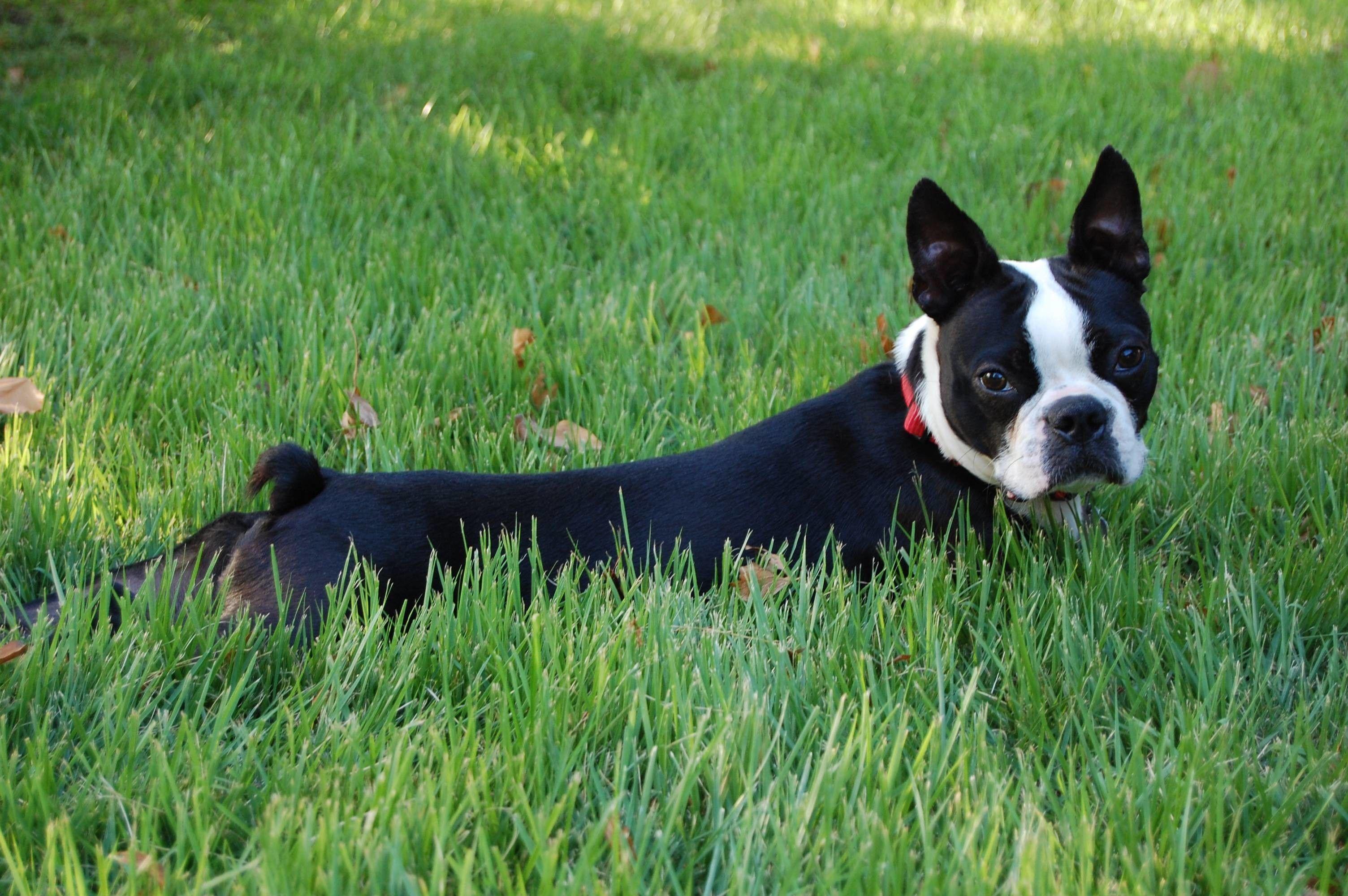 Boston Terrier Dogs Wallpapers  Wallpaper Cave