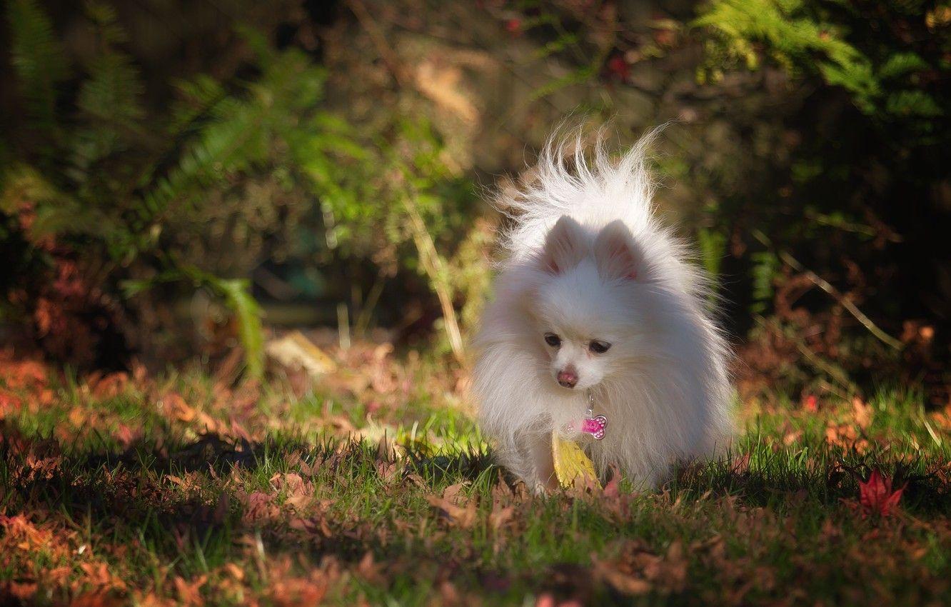 1332x850 Wallpaper autumn, dog, Pomeranian, the orange image