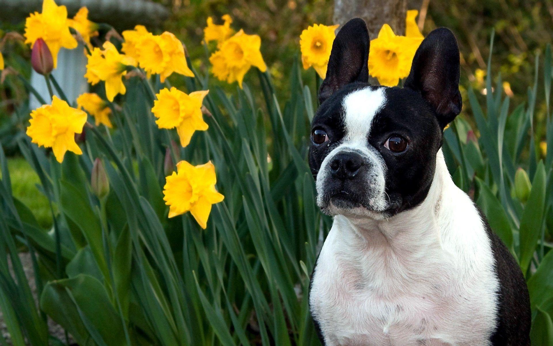 1920x1200 Adult Boston terrier HD wallpaper